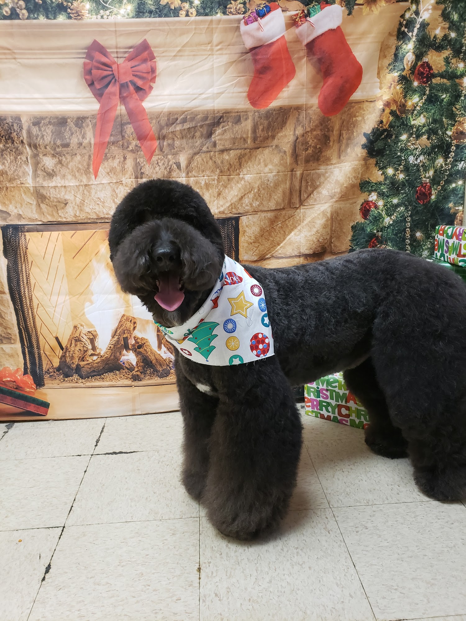 All Paws Spaw Janesville