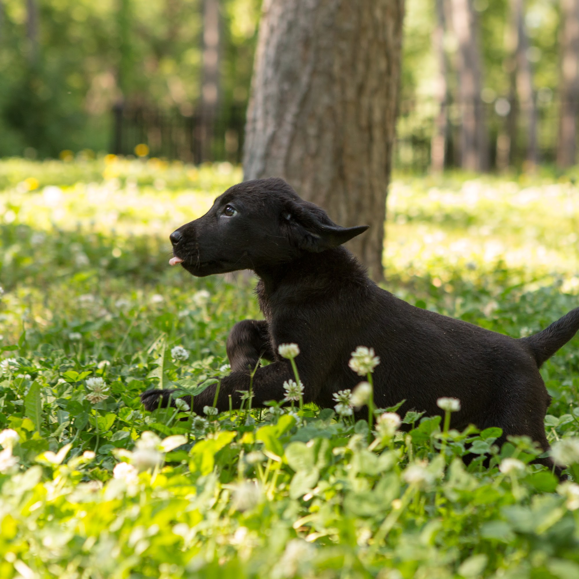 Soggy Acres Retrievers Janesville