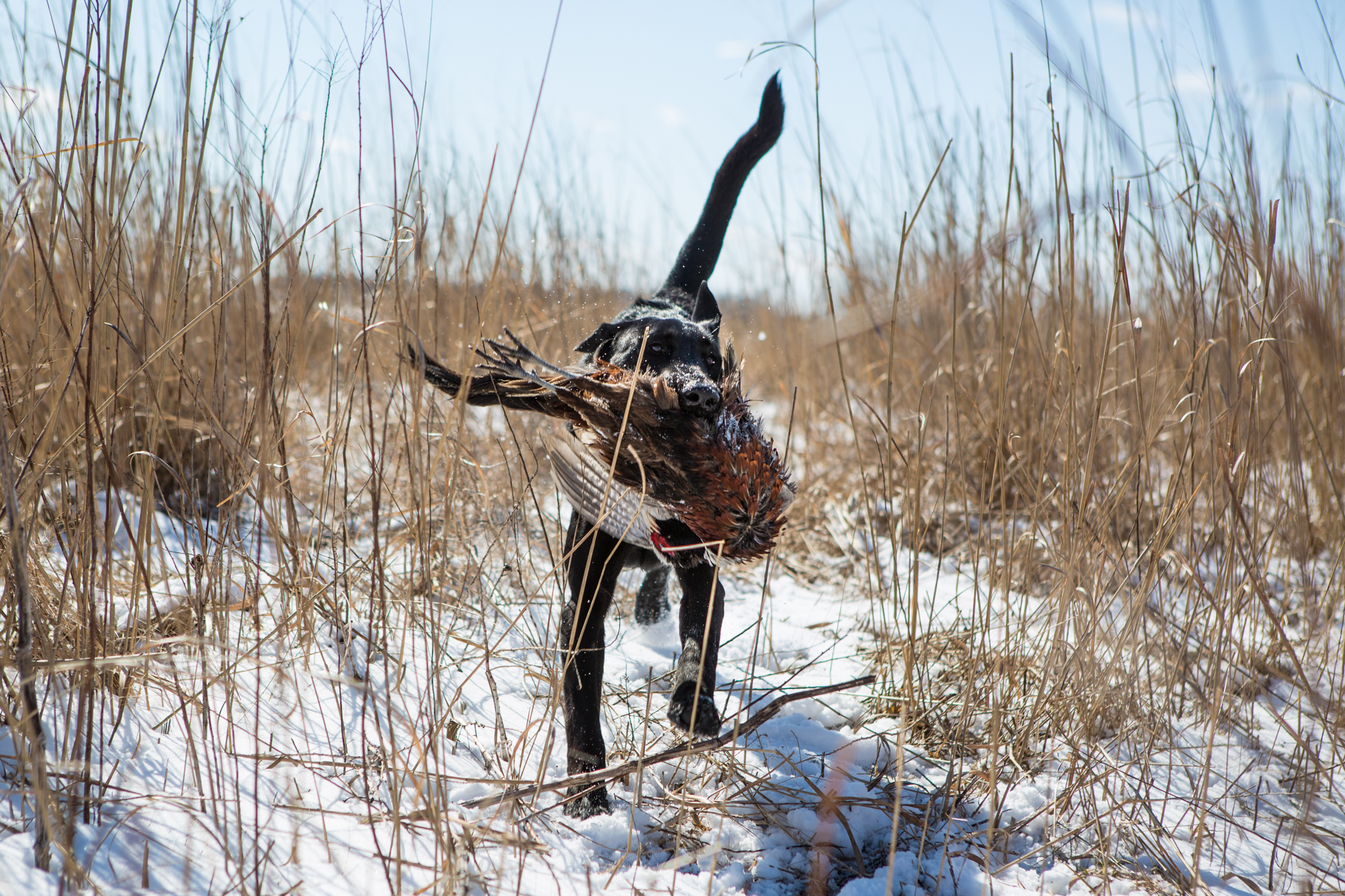Soggy Acres Retrievers Janesville