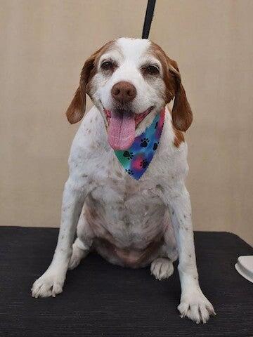 Robin's Custom Grooming Jefferson