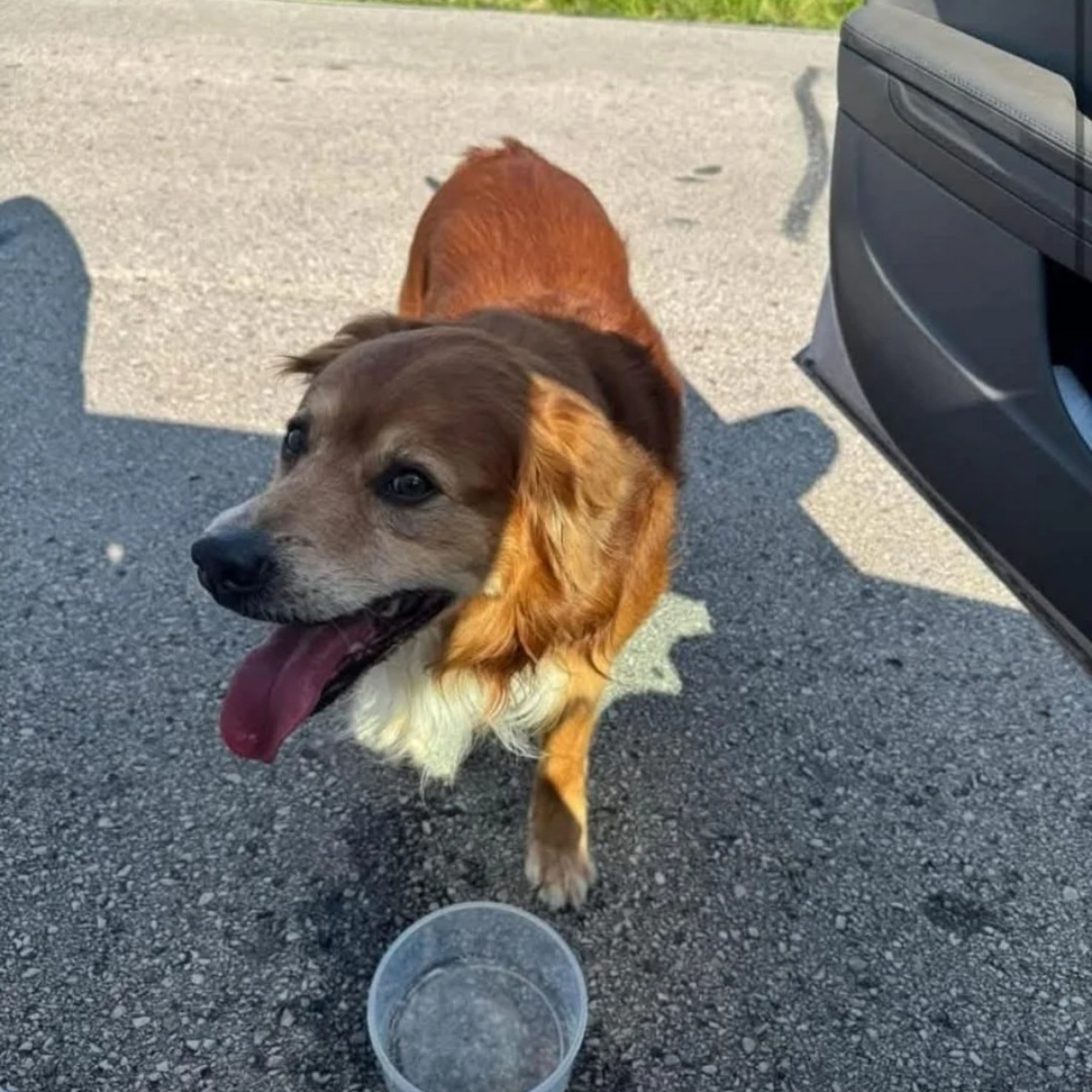 Dodge County Humane Society Juneau