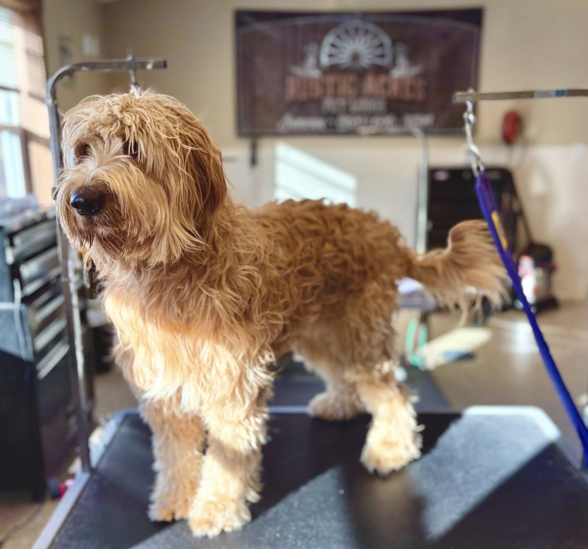 Rustic Acres Pet Lodge Juneau