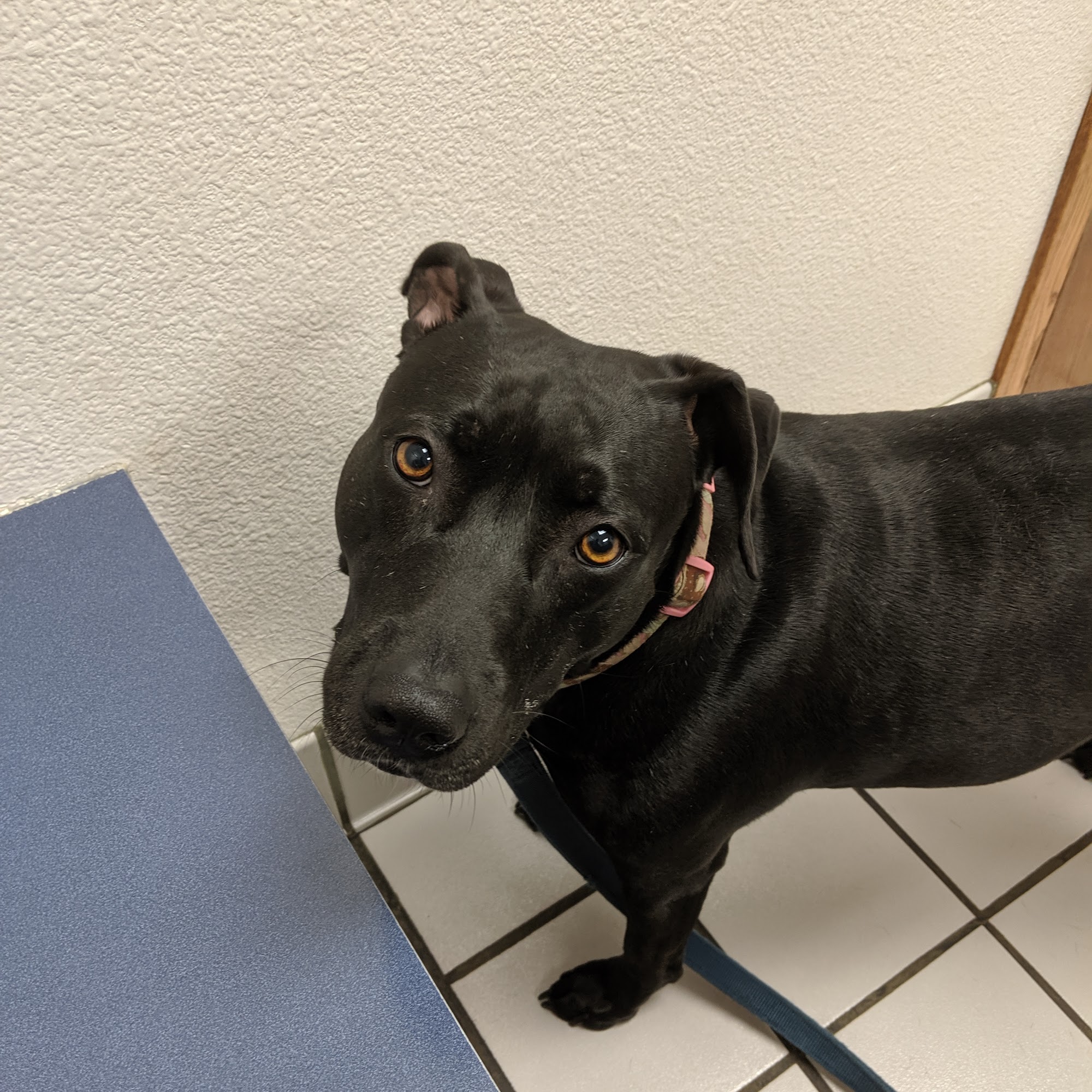 Kaukauna Veterinary Clinic: Rossebo Kurt DVM Kaukauna