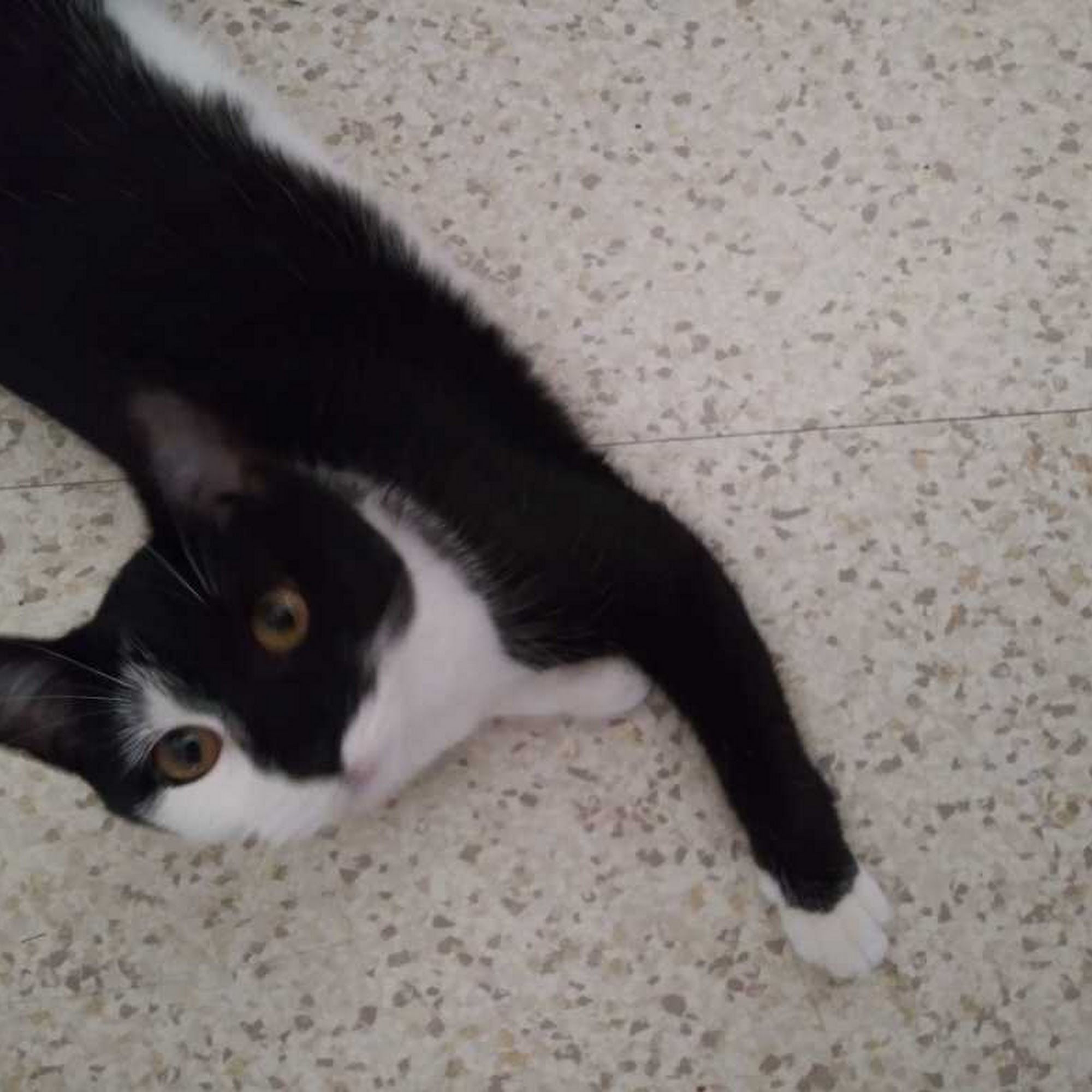 Kenosha Lake Shore Veterinary Clinic Kenosha