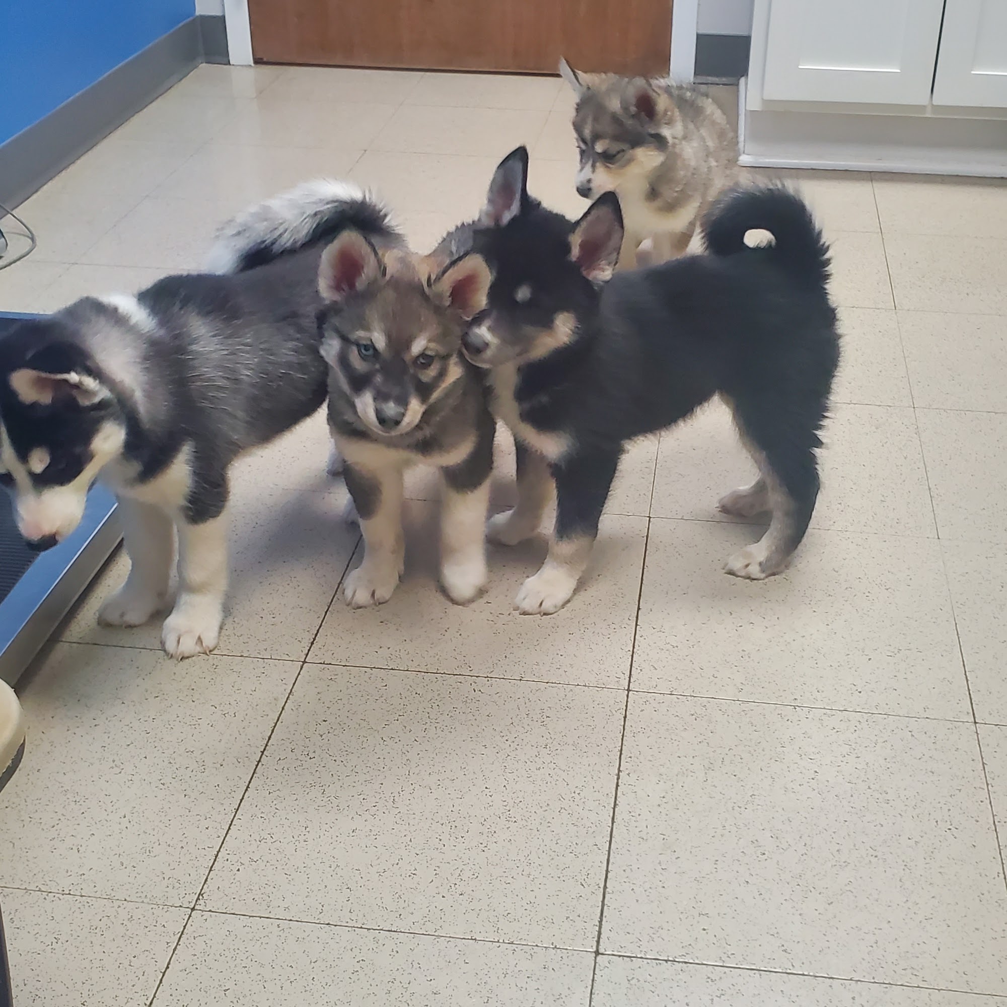 Northside Animal Hospital Kenosha