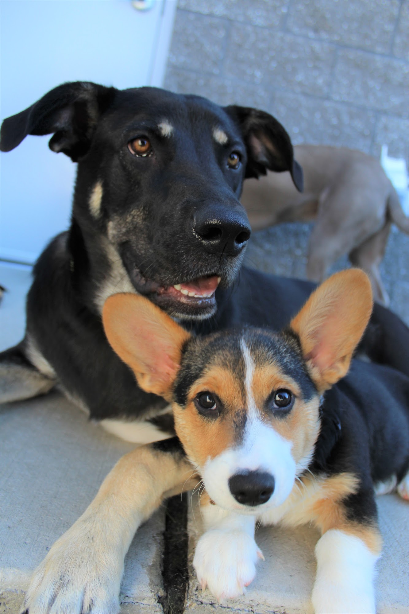 Bark Away Doggie Daycare Kenosha