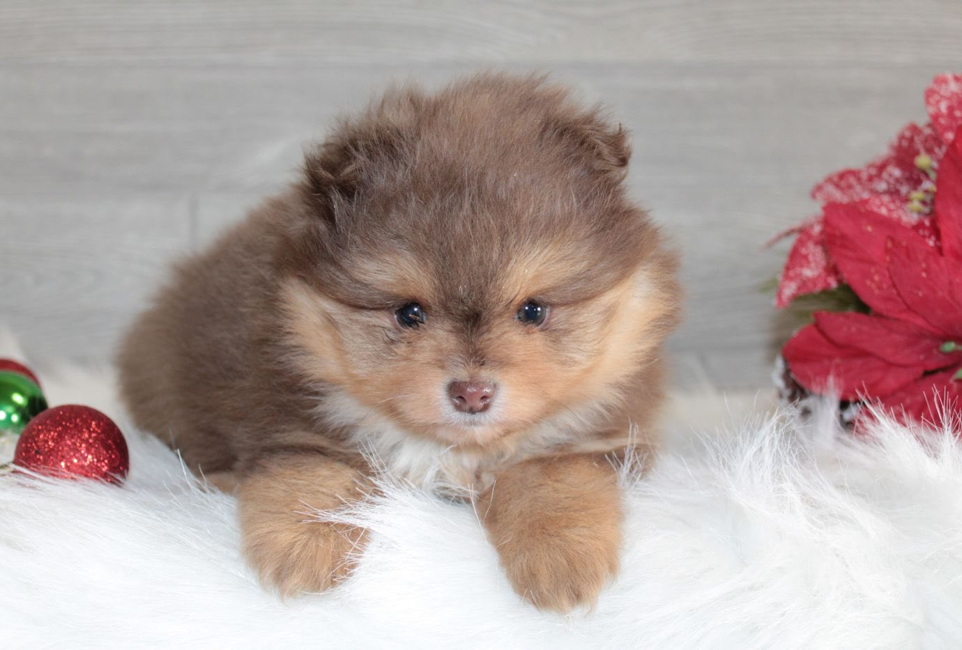 Blessed Little Paws-Home of Pomeranians Kenosha