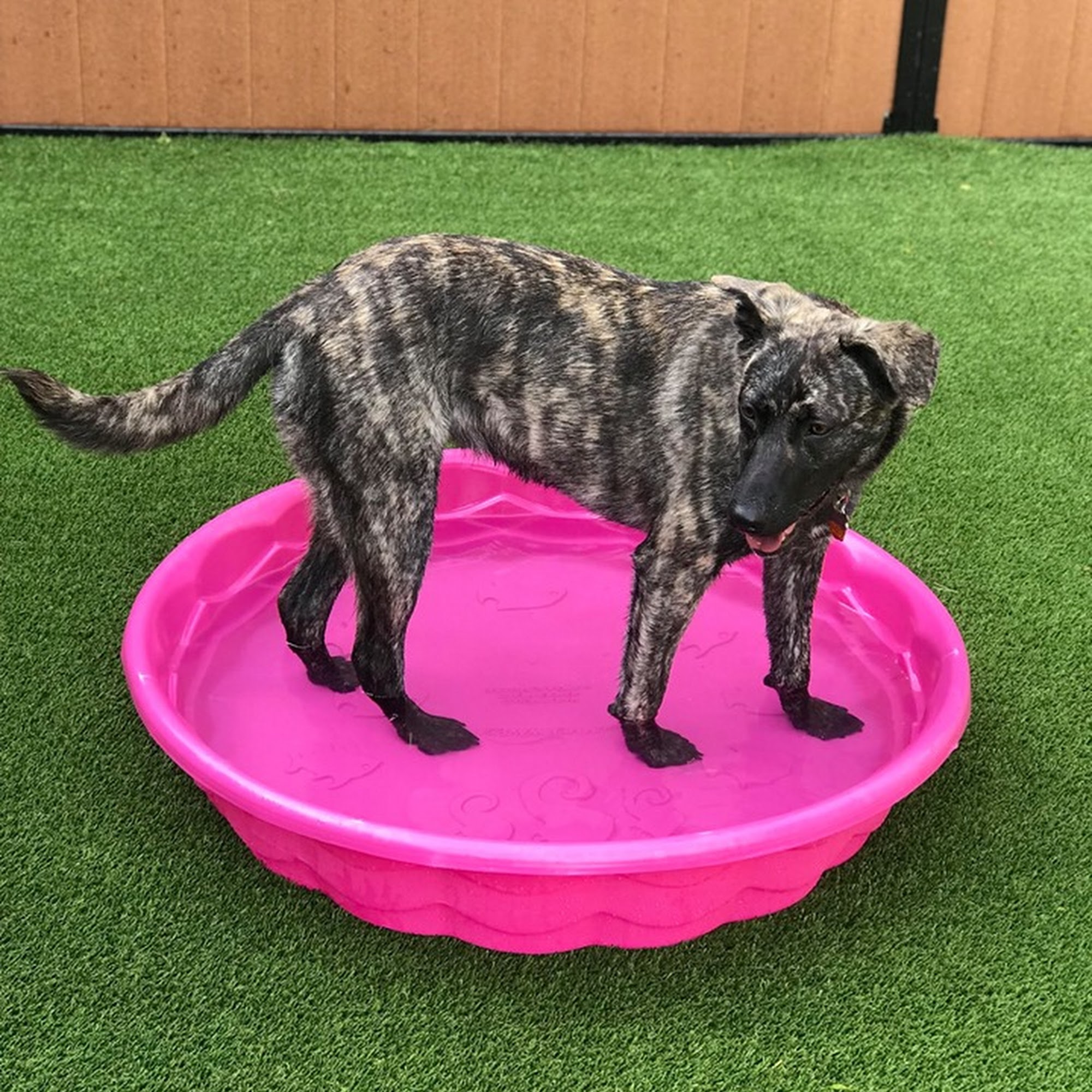 Wags and Whiskers Pet Resort Kimberly