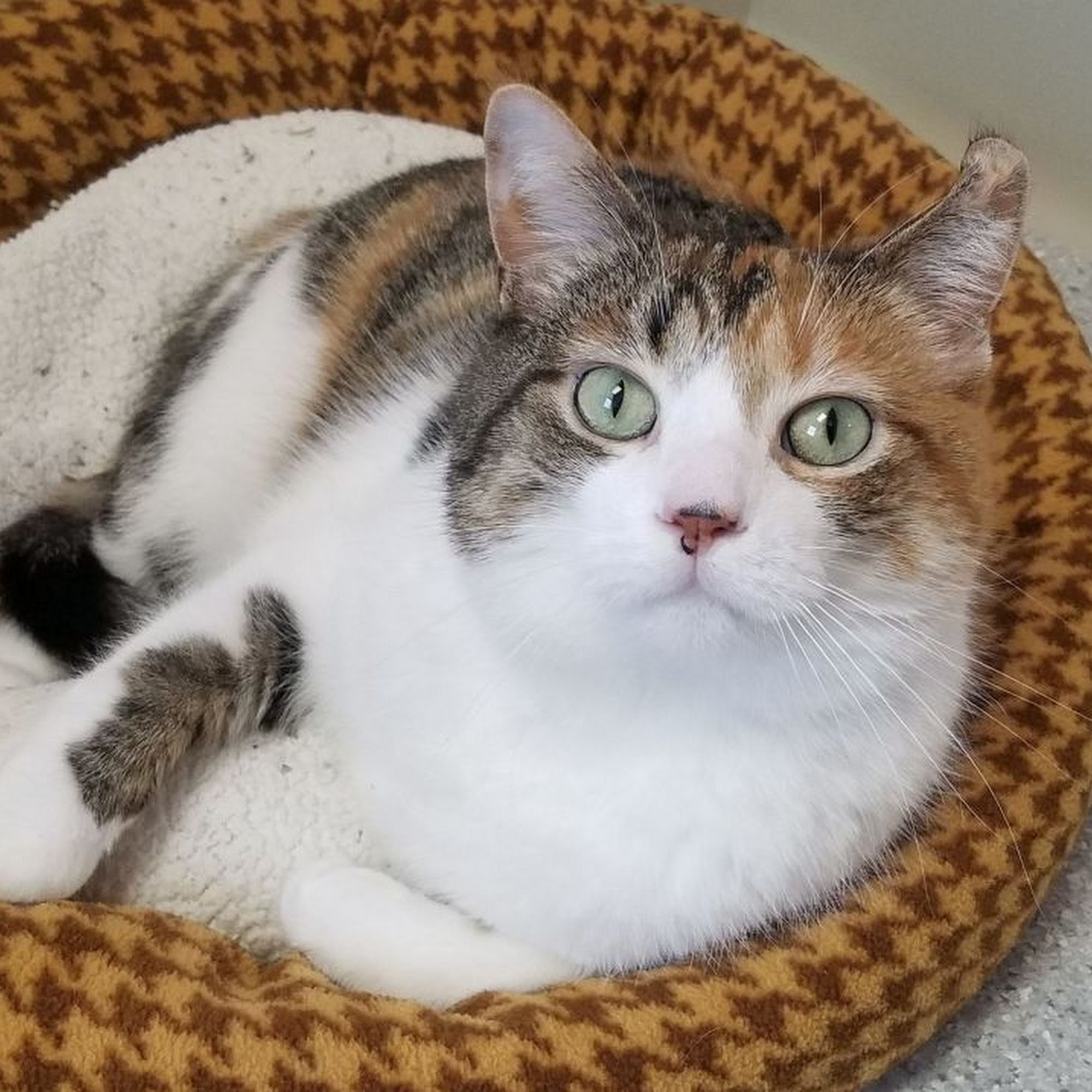 Kronenwetter Veterinary Care Kronenwetter