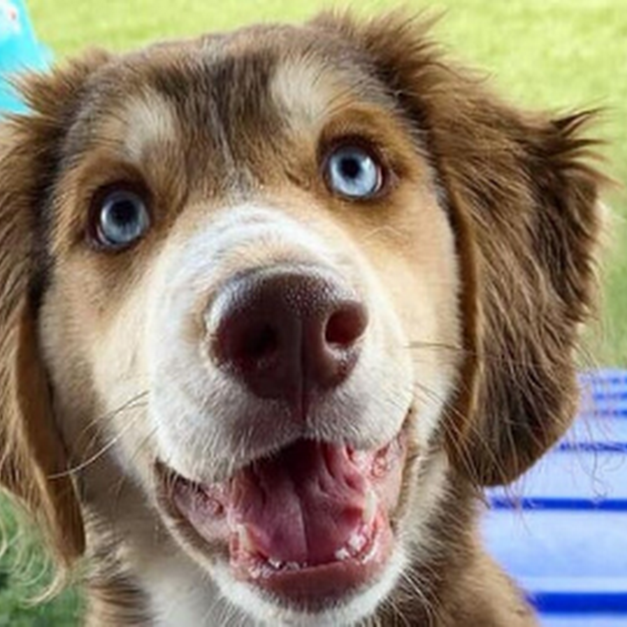 Pet Me Scratch Me - La Crosse La Crosse