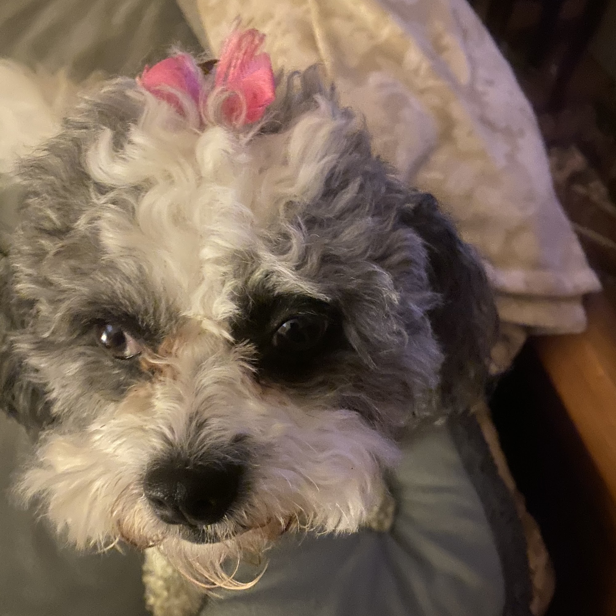 Dee's Dog Salon La Crosse