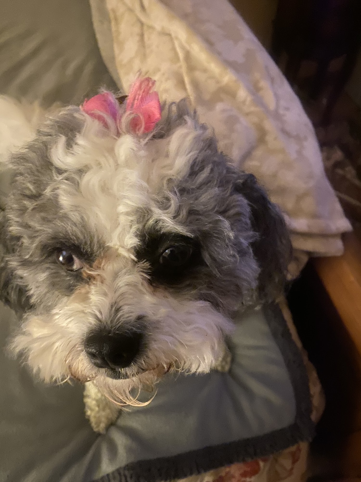 Dee's Dog Salon La Crosse