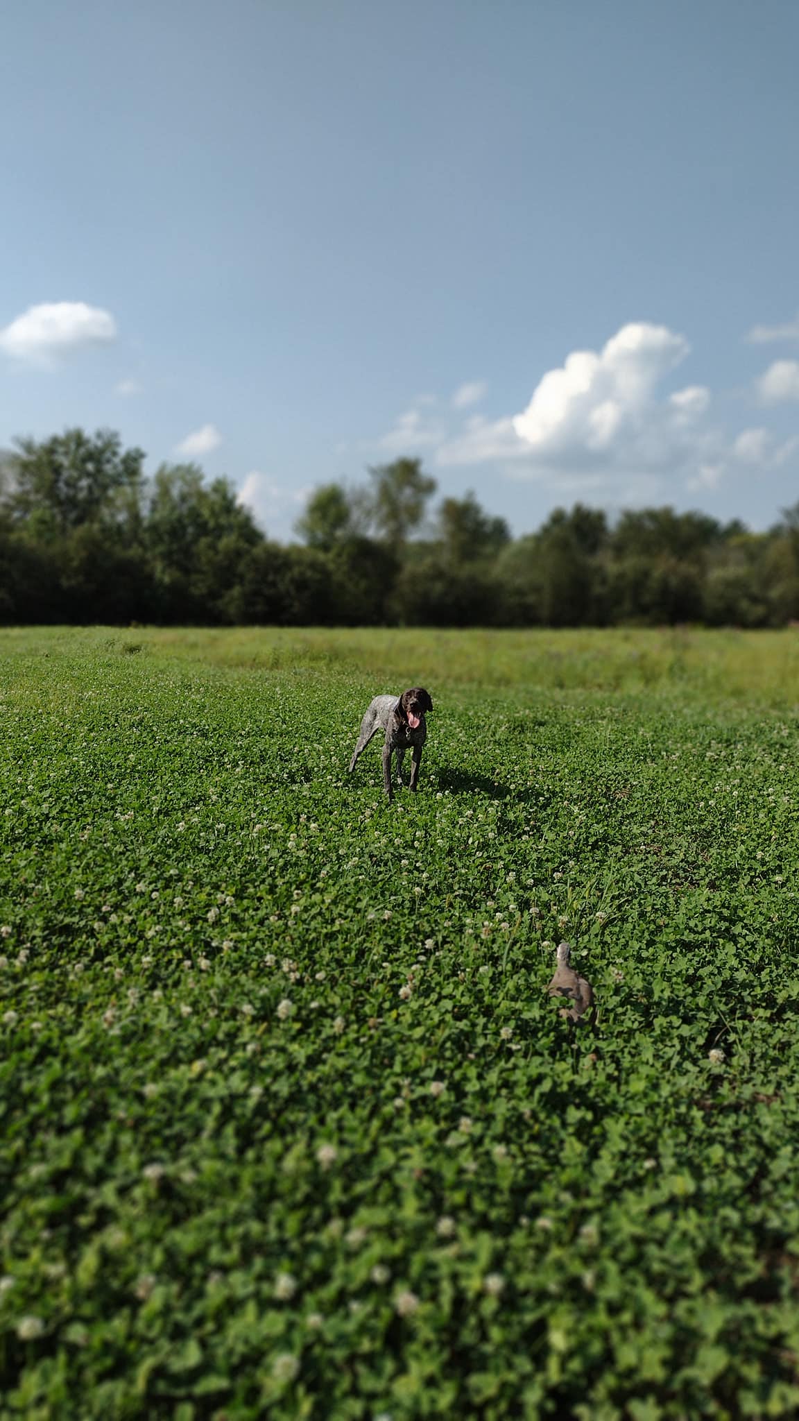 River Bottom Kennels Thompson Rd, La Valle Wisconsin 53941