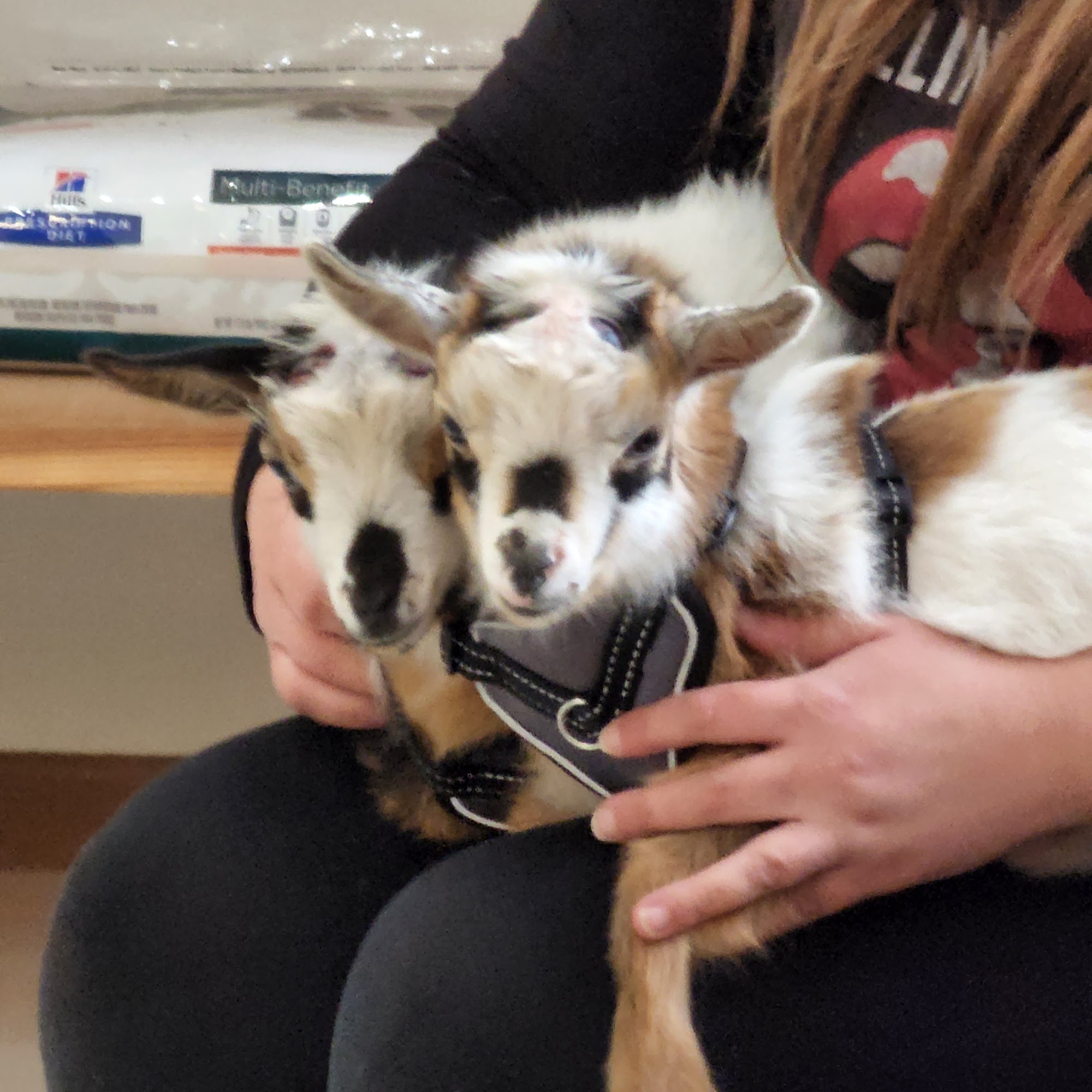 Peabody R Joe DVM Lake Geneva