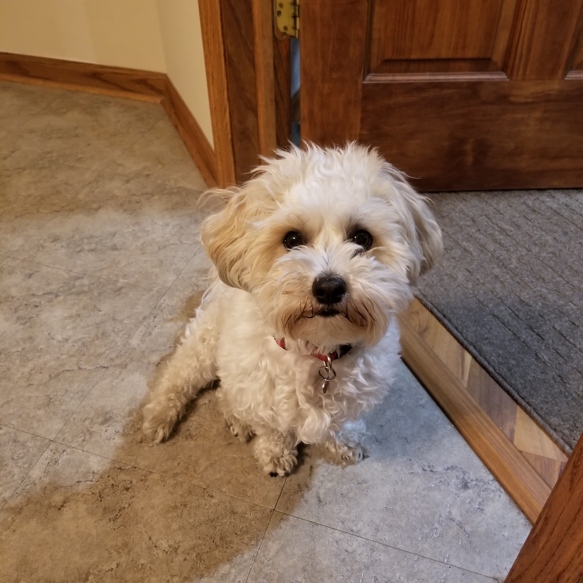 Veterinary Medical Services Corporation Lake Geneva