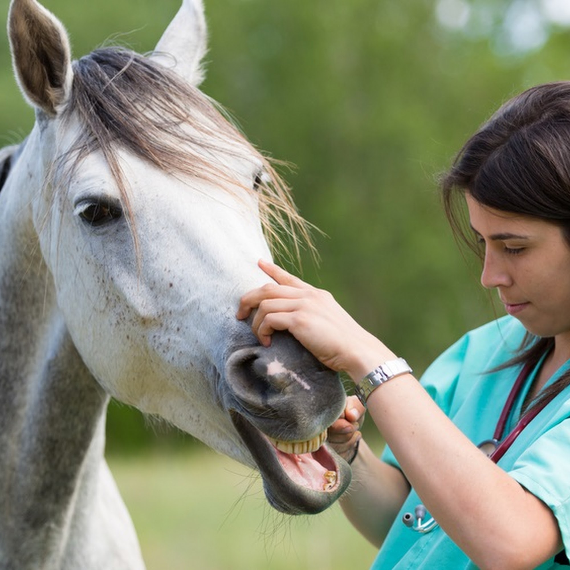 Lodi Veterinary Care Lodi