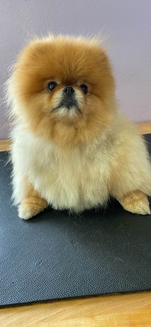 Mels pet grooming Lodi