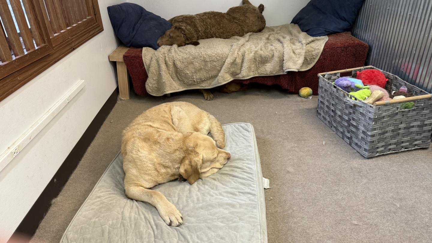 Ship Shape Pet Grooming LLC Lodi