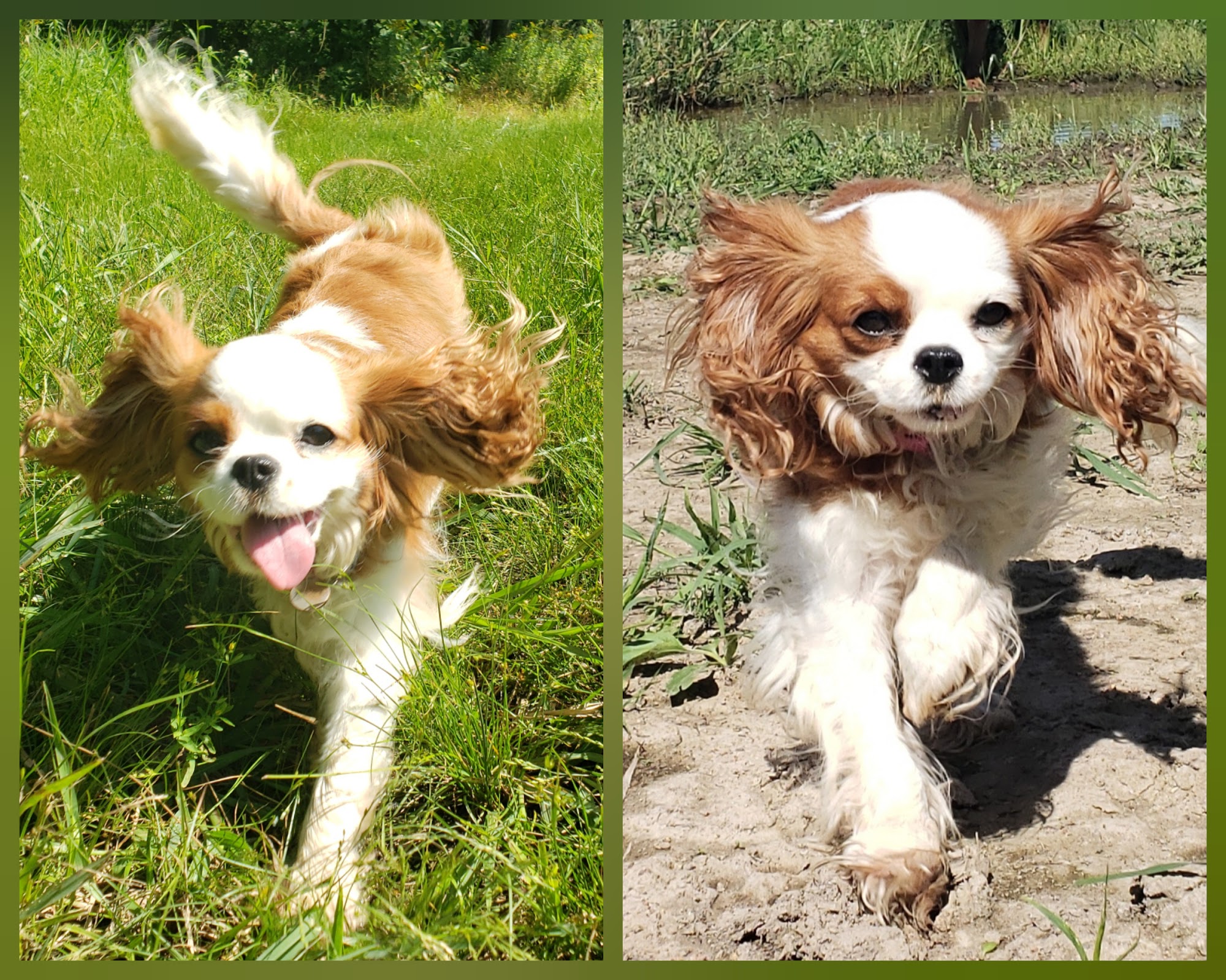 Loyal Dog Boarding and Day Care Loyal