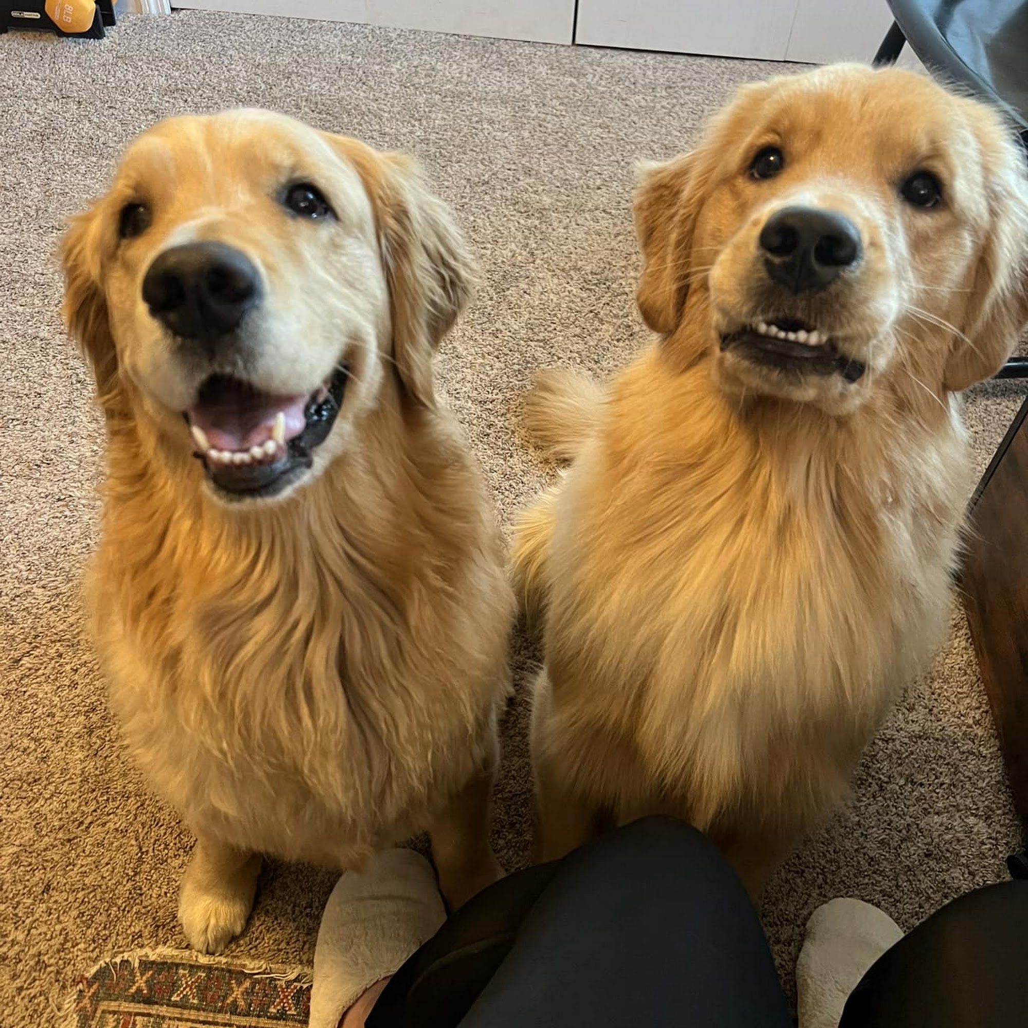 Sandhill Pet Clinic Madison