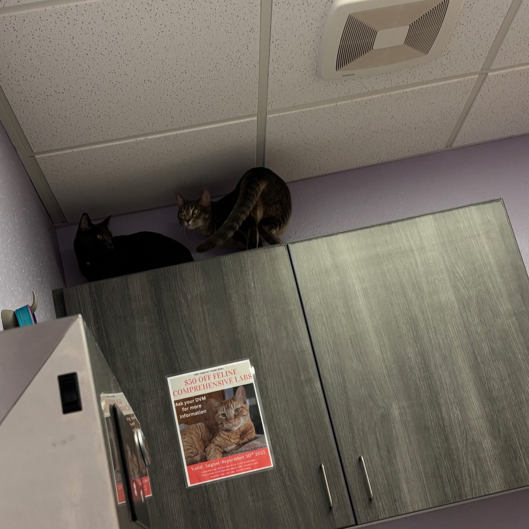 Truesdell Animal Care Hospital & Clinic Madison