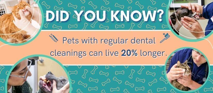 Sondel Family Veterinary Clinic Madison