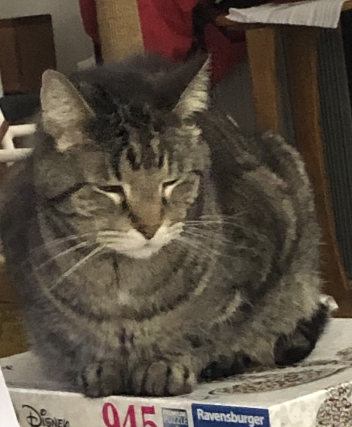 Animal Hospital At Hillshore Madison