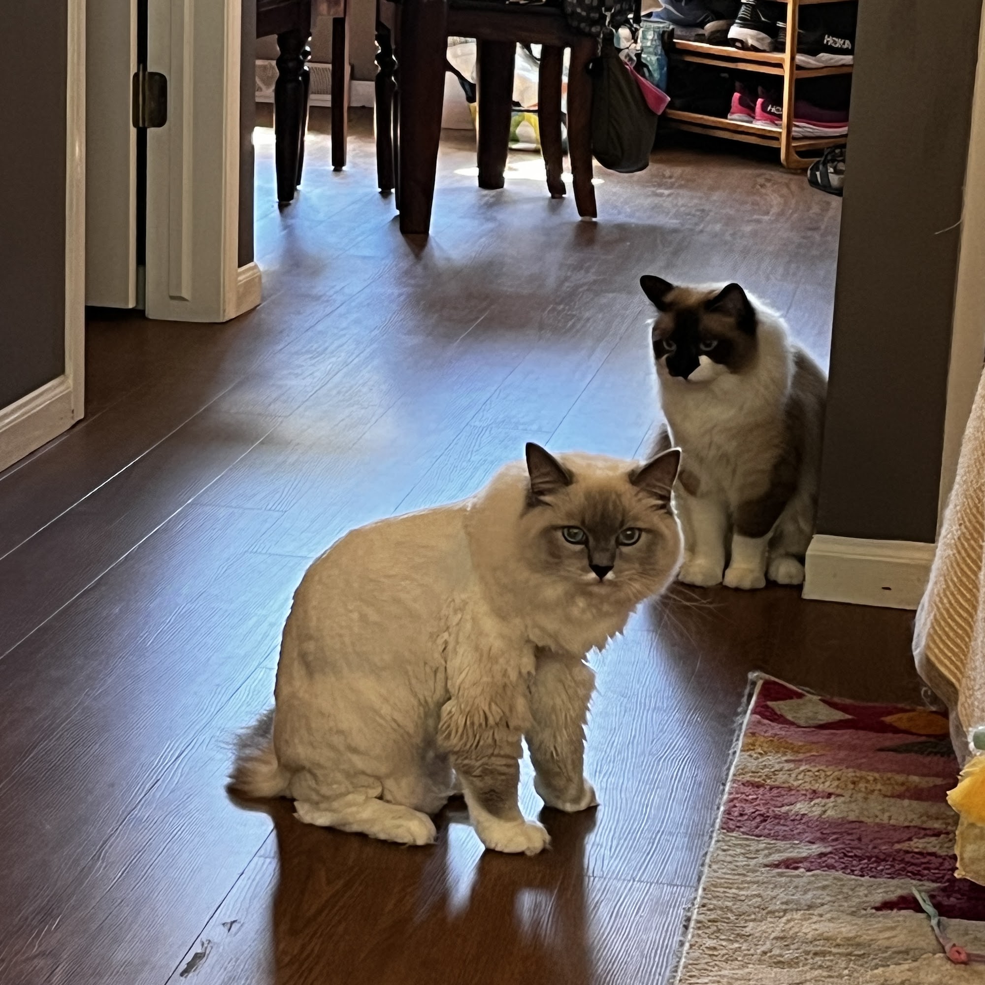 Royal Pets Inc Madison