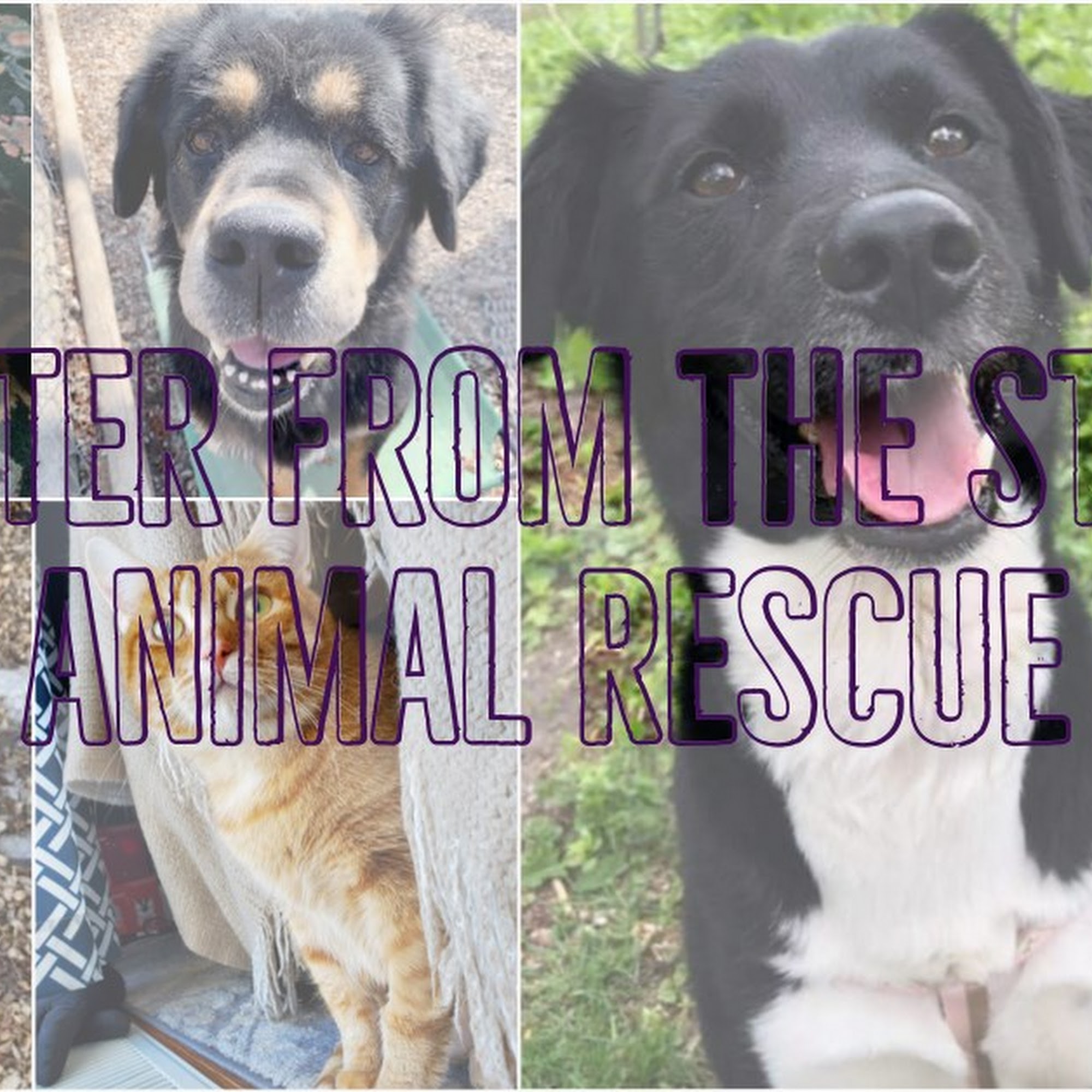 Shelter From the Storm Animal Madison