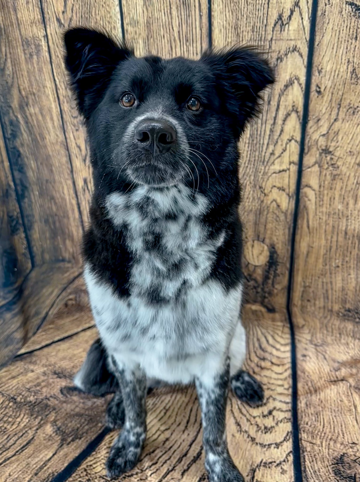 Rufus DuMonde Pet Salon Madison