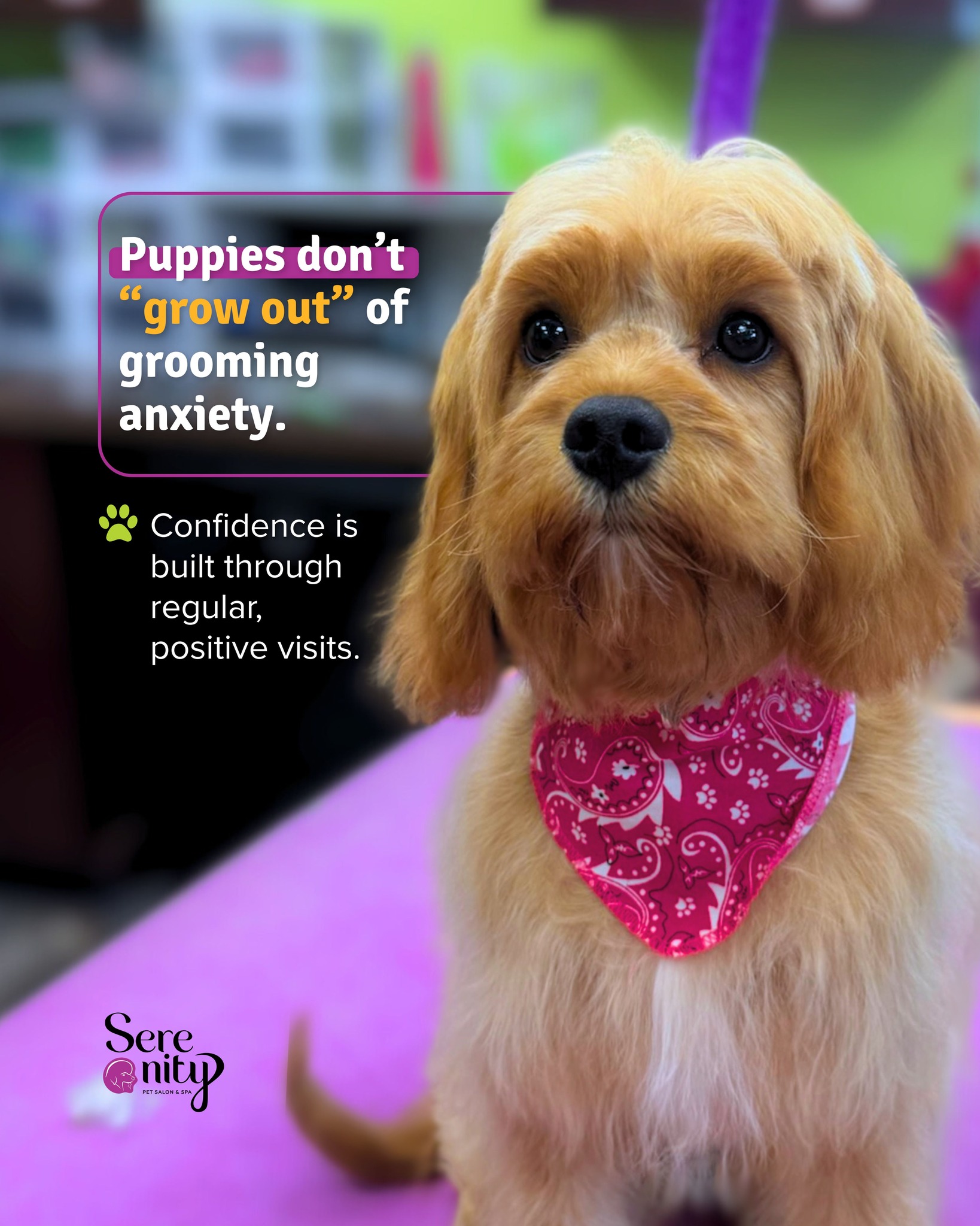 Serenity Pet Spa - East Madison