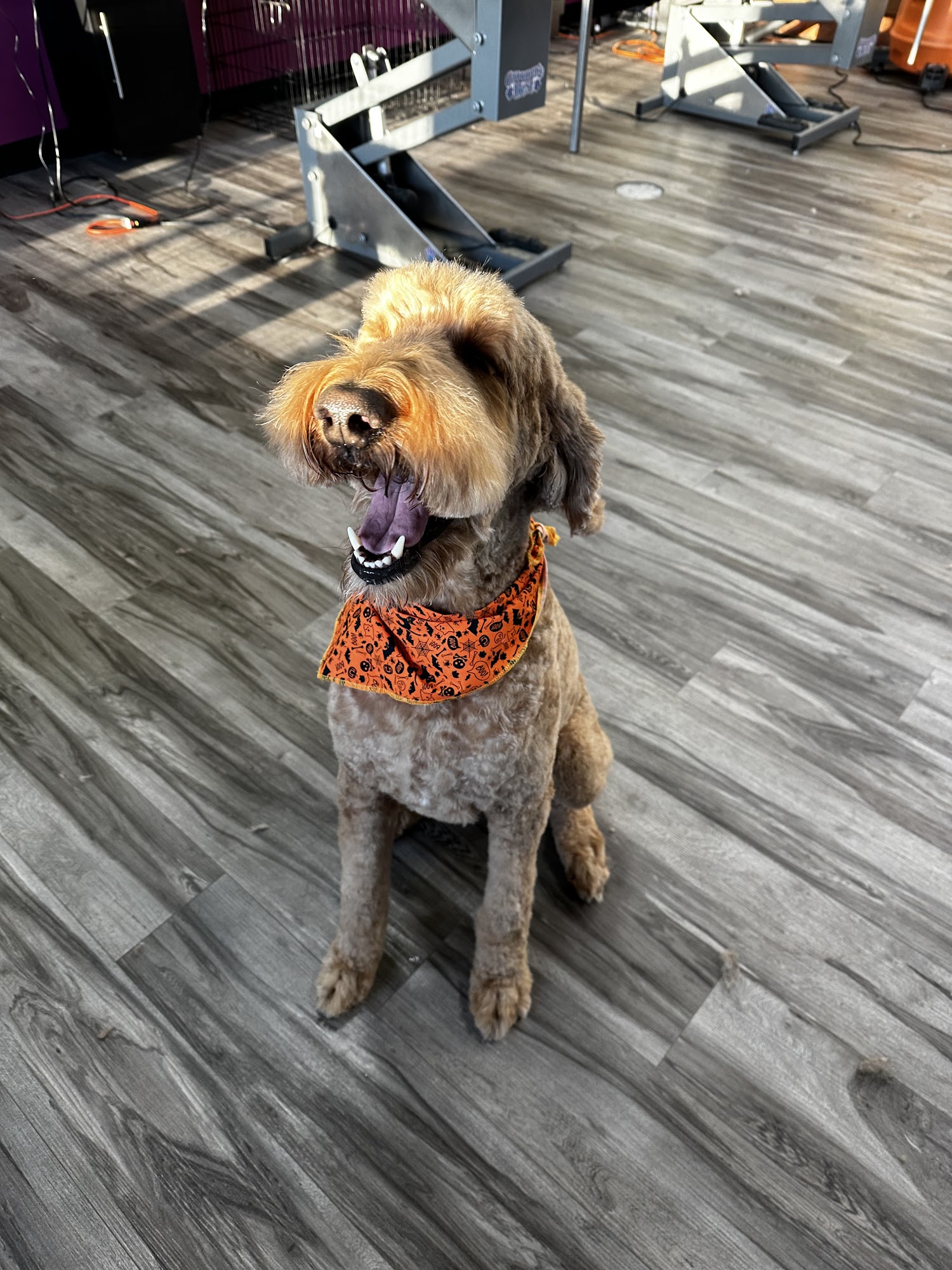 Serenity Pet Spa - East Madison