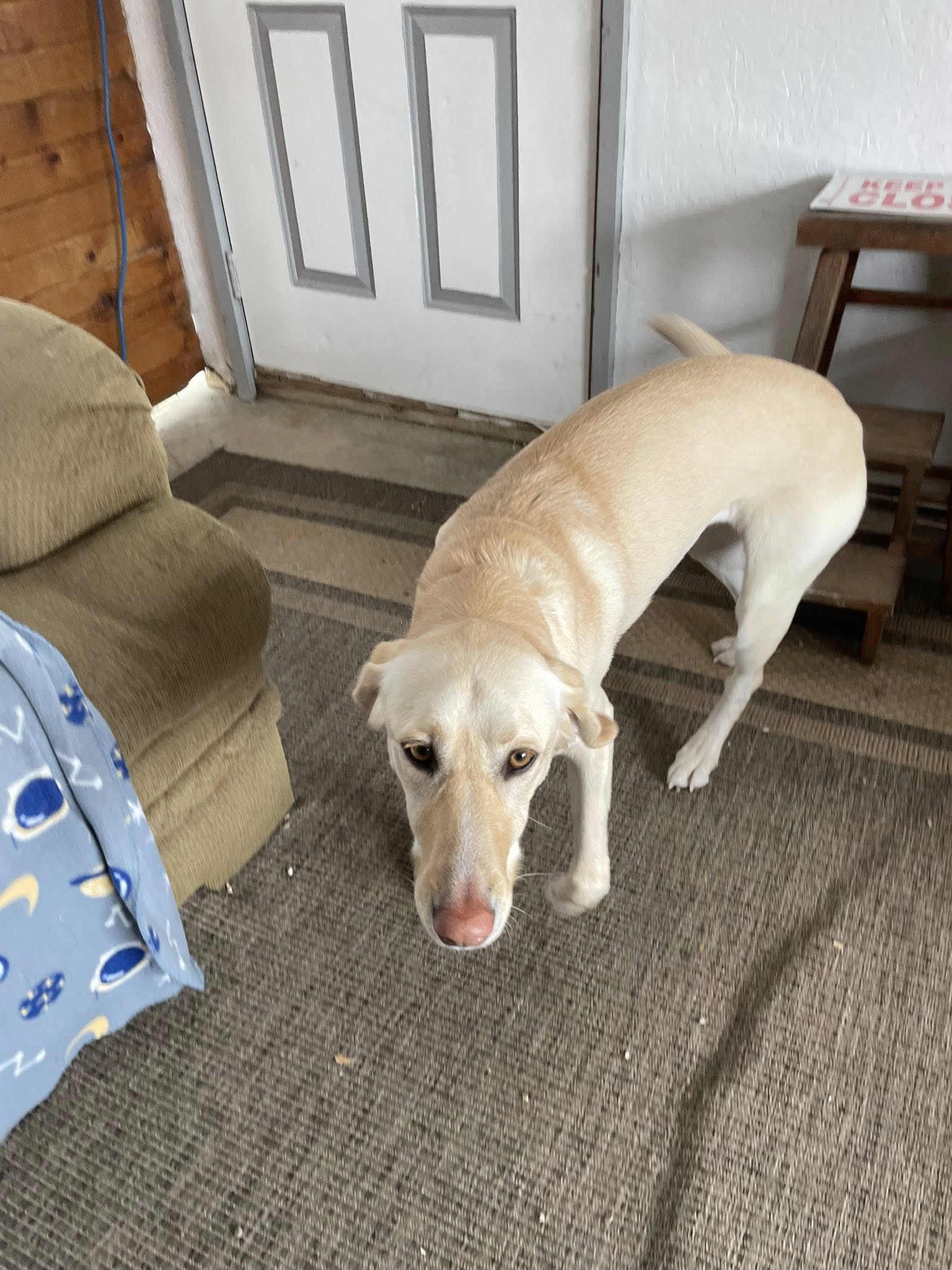 Hickory Hills Kennels Madison