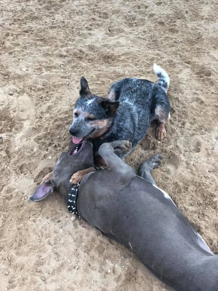 Hickory Hills Kennels Madison