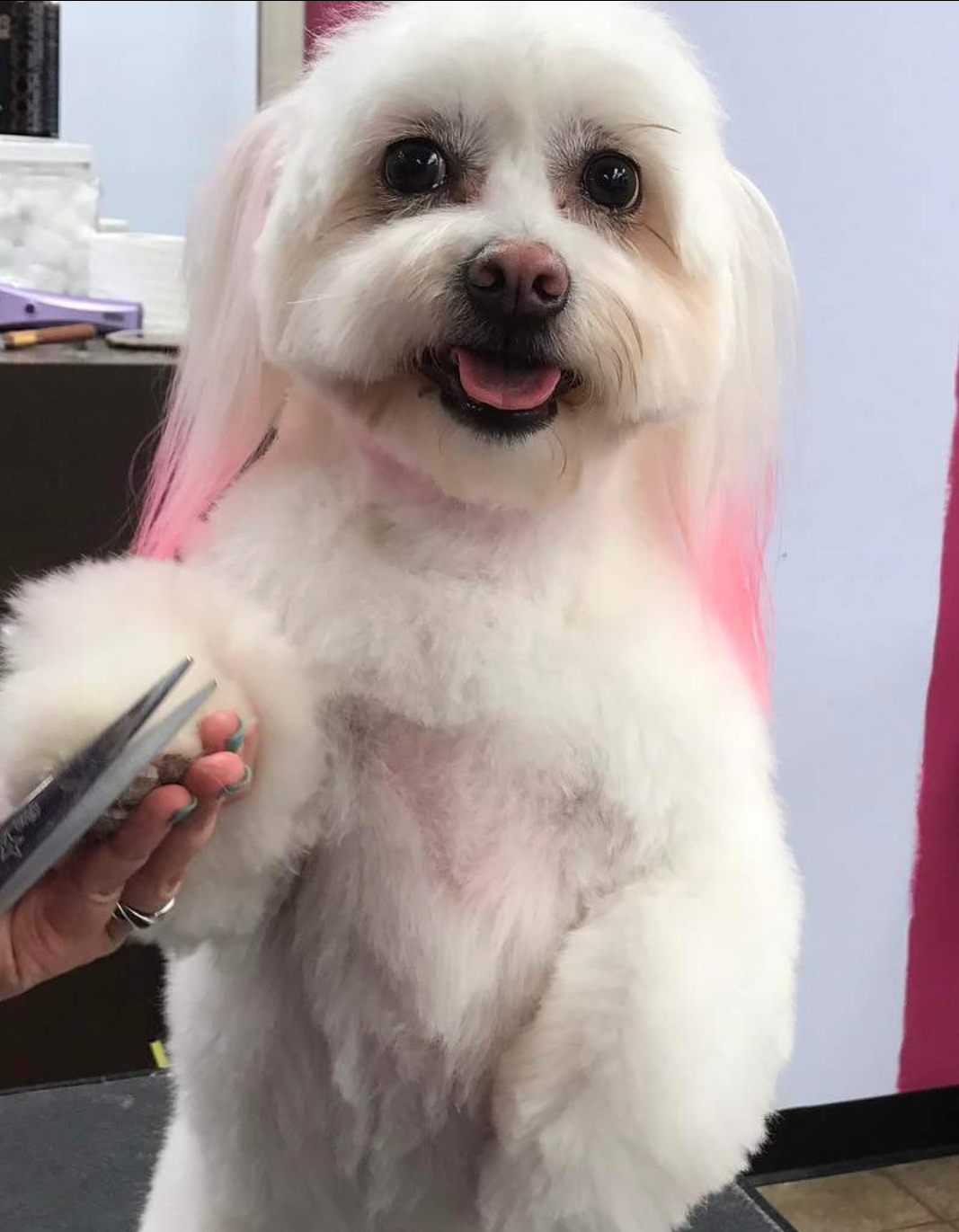 Serenity Pet Spa Madison