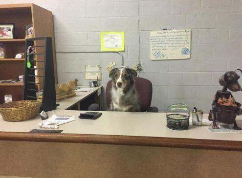 Dog Lovers Grooming Salon Madison