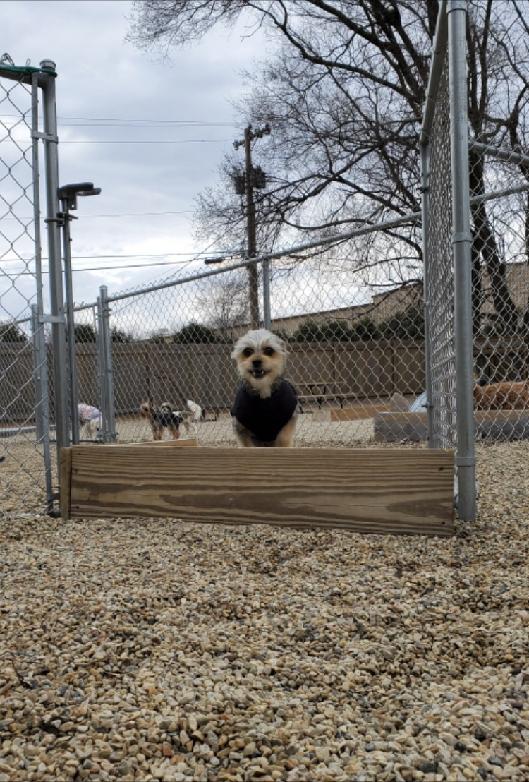 North Paw, LLC Madison