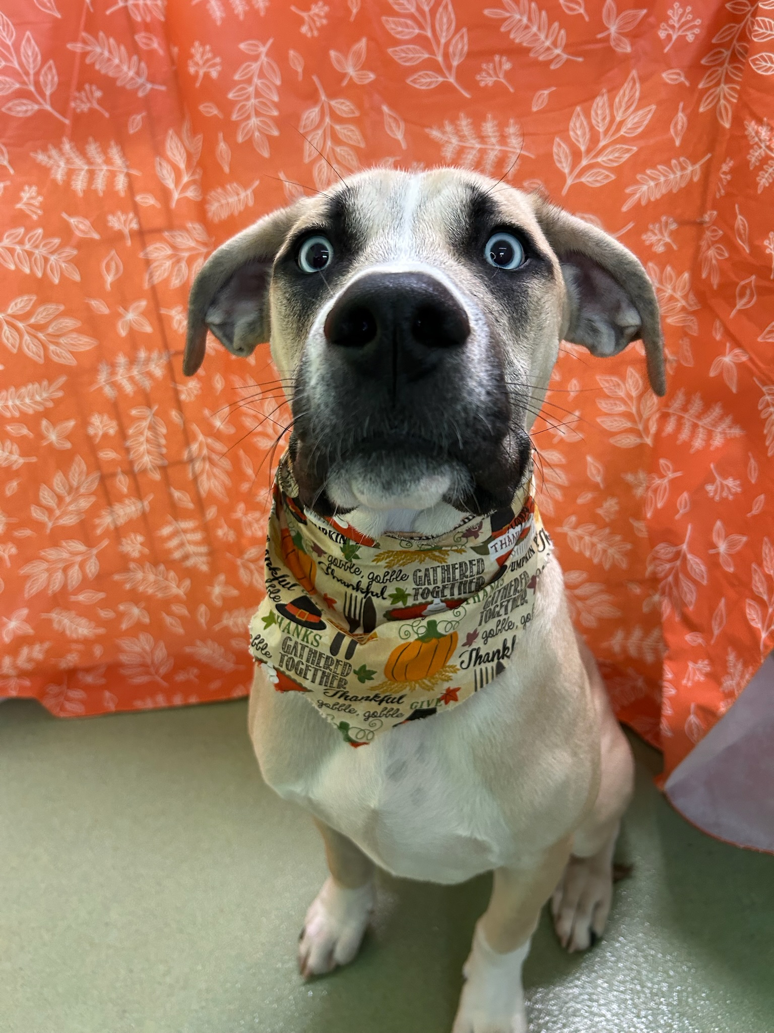 The Puppy Den Madison