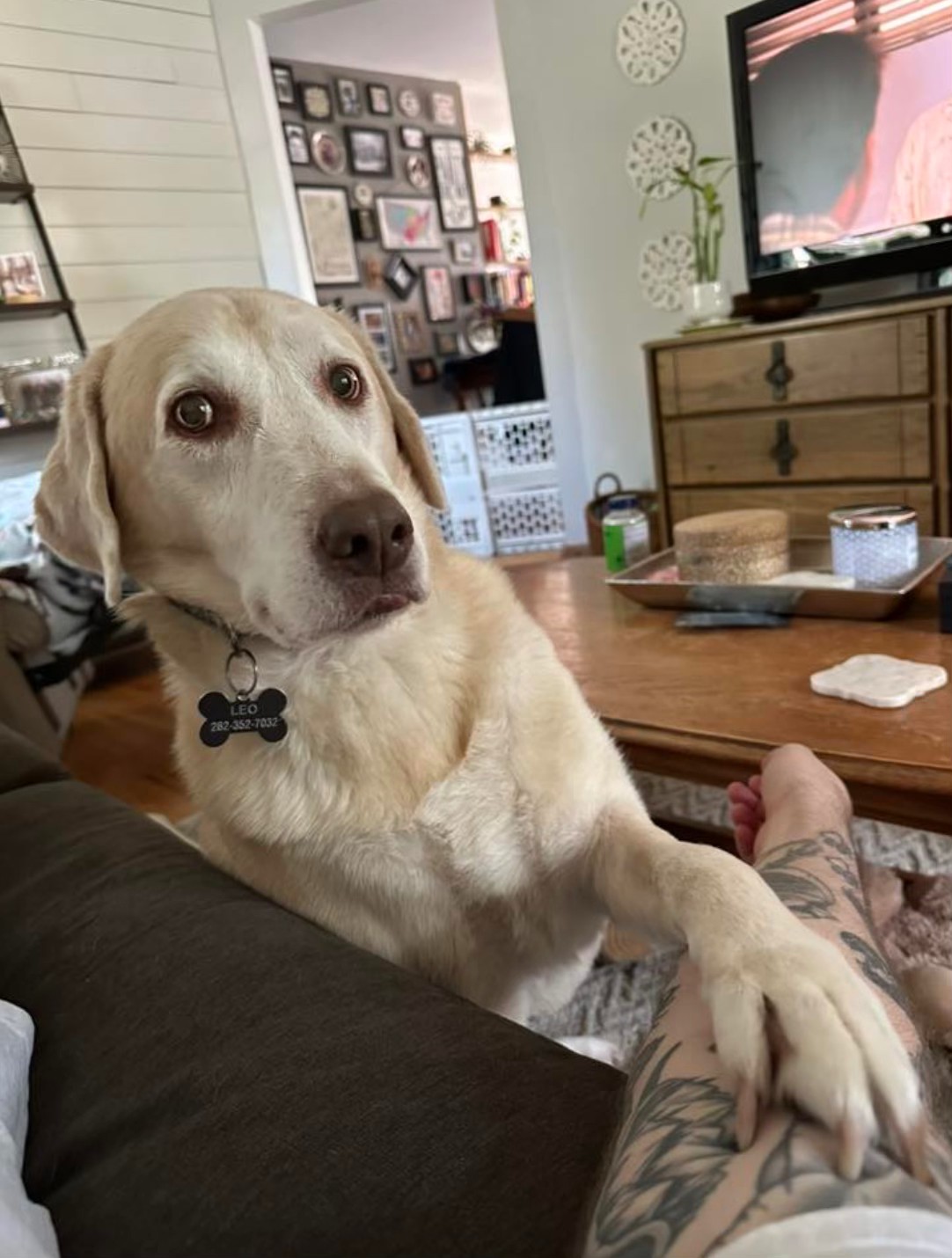 K9-5 Dog Daycare Madison