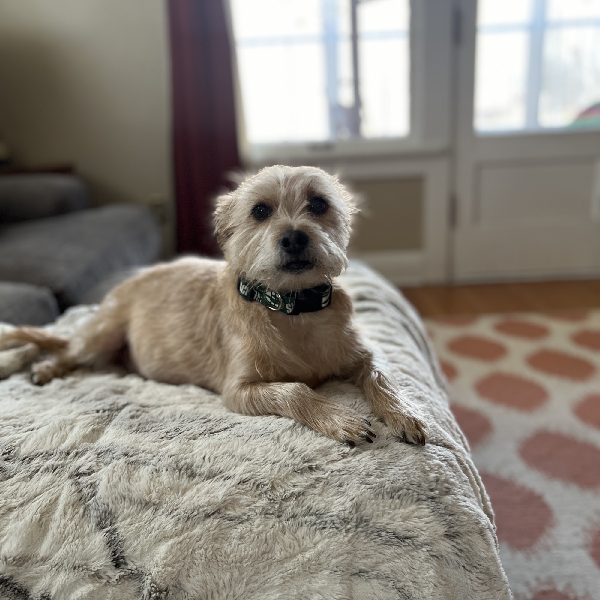 Barking Boutique Madison