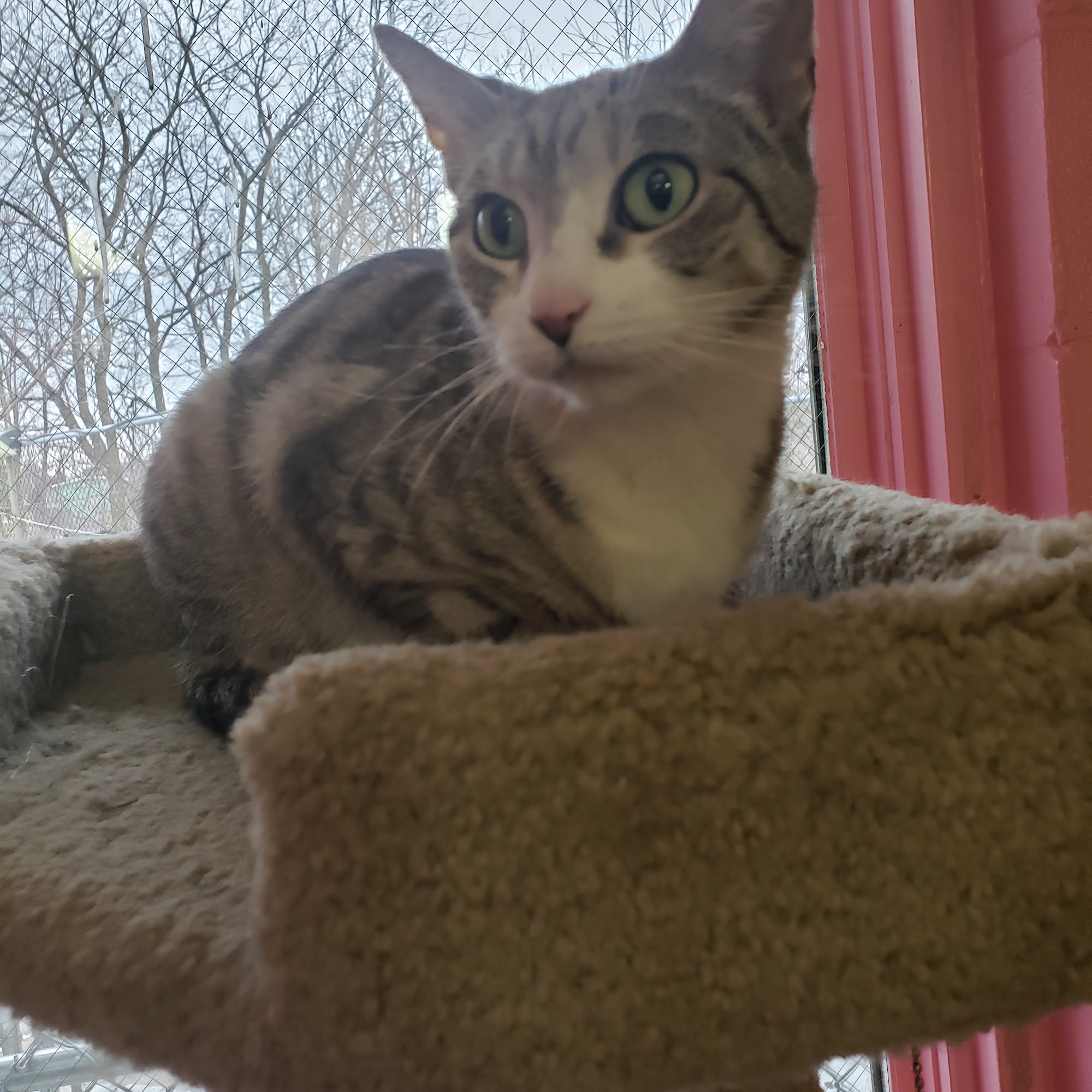 Lakeshore Humane Society Manitowoc