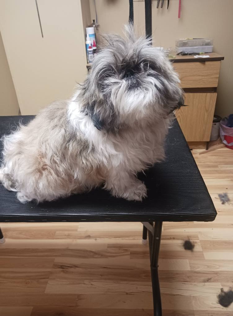 All Paws Pet Salon Manitowoc