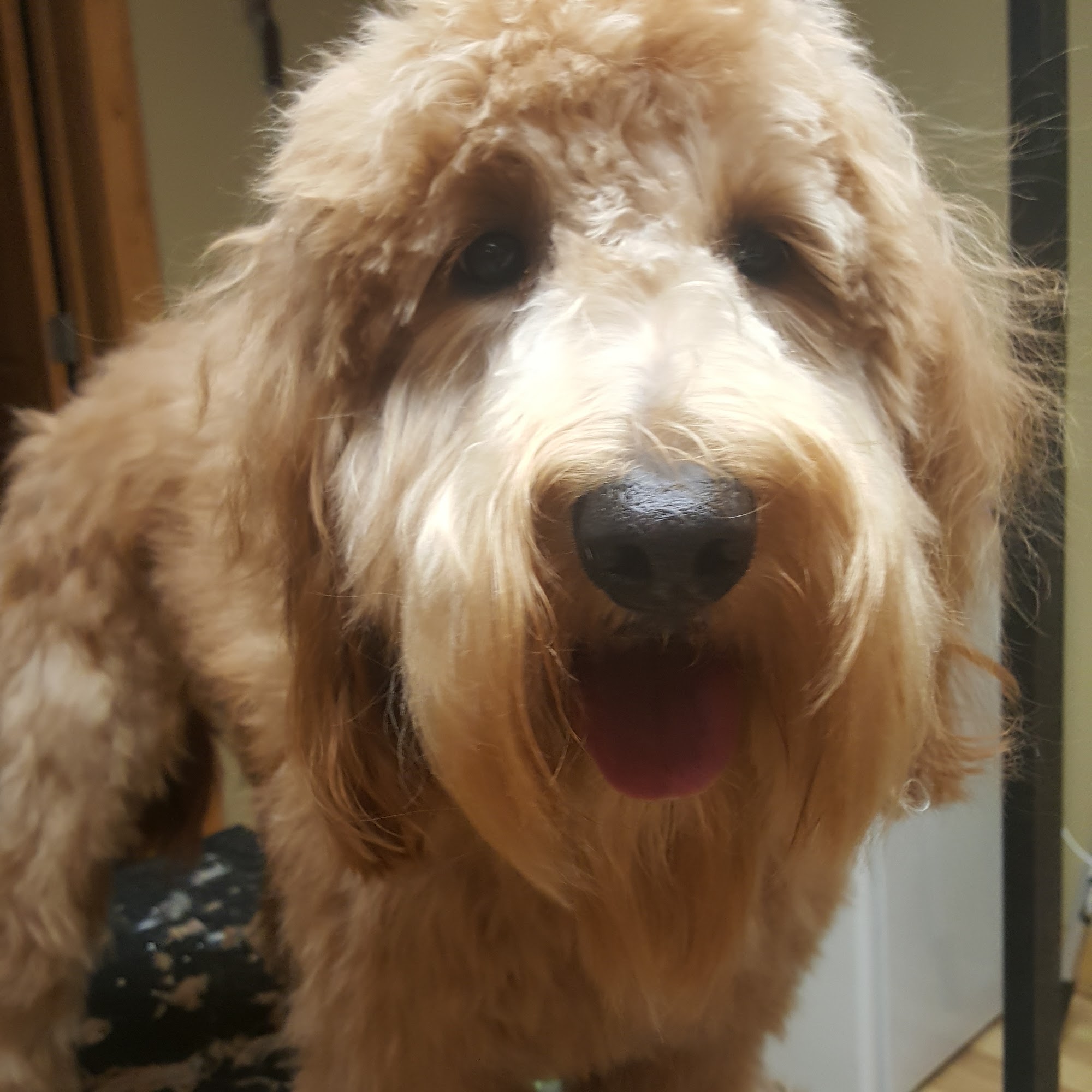 All Paws Pet Salon Manitowoc