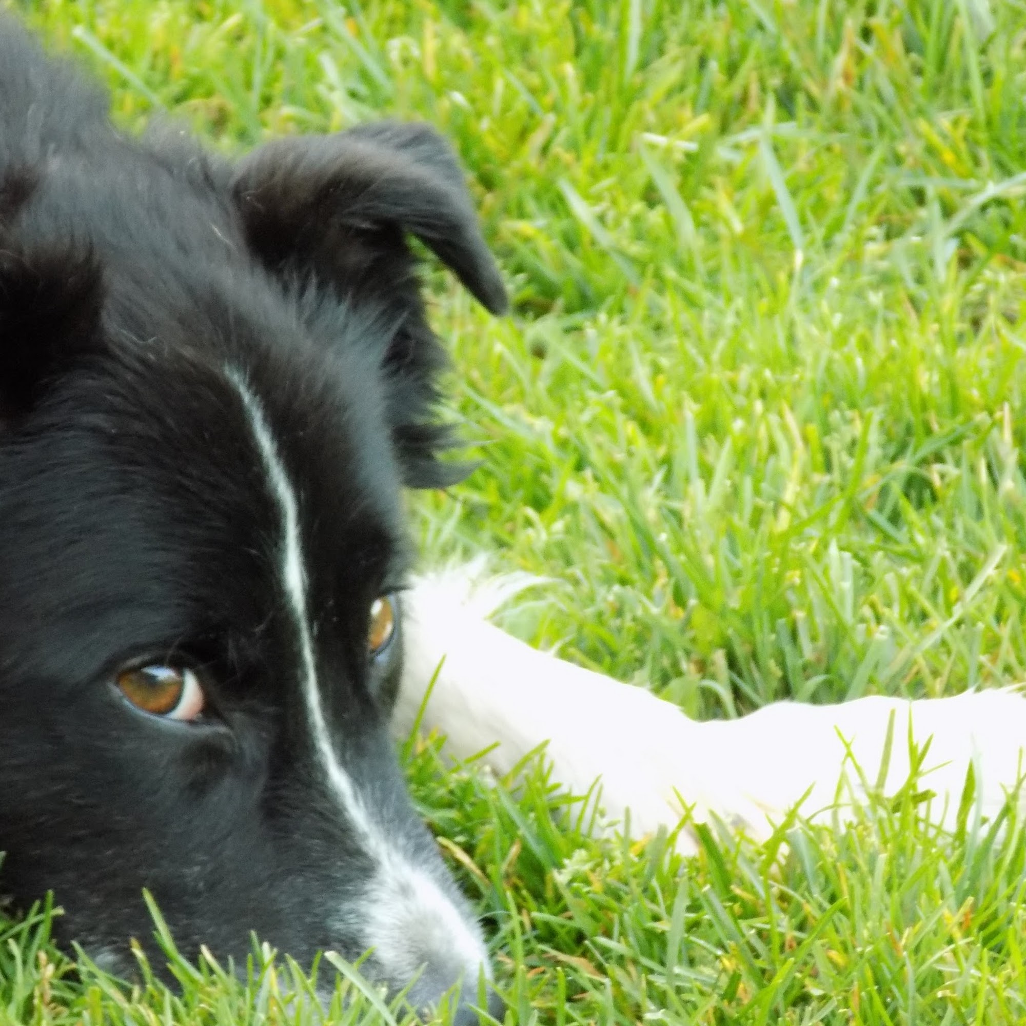 K-9 Perfection, LLC Manitowoc