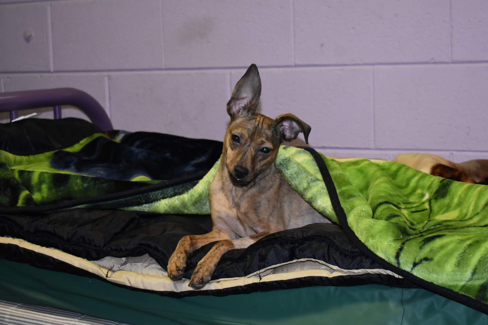 Manitowoc County Kennel Club Manitowoc