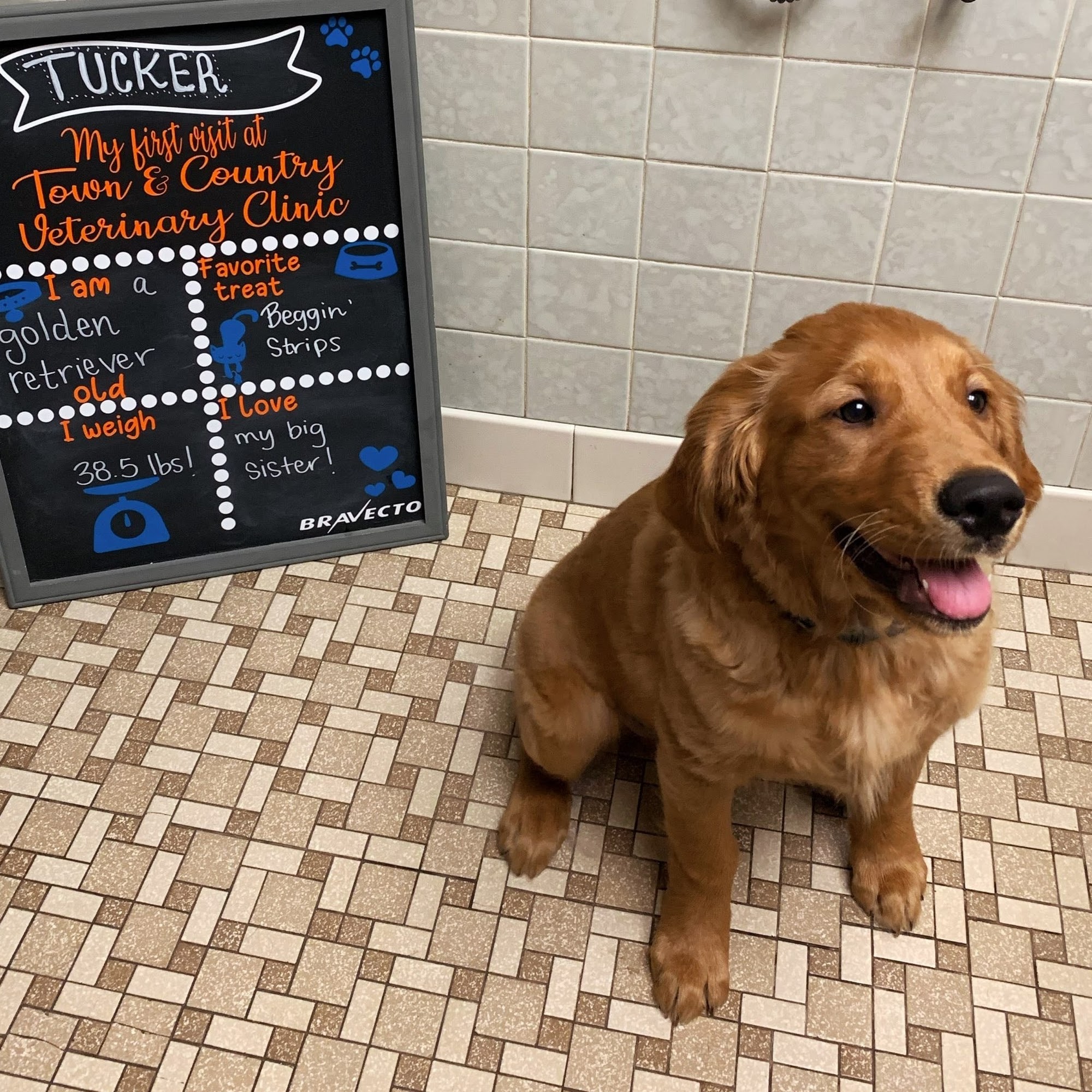 Town & Country Veterinary Clinic Marinette