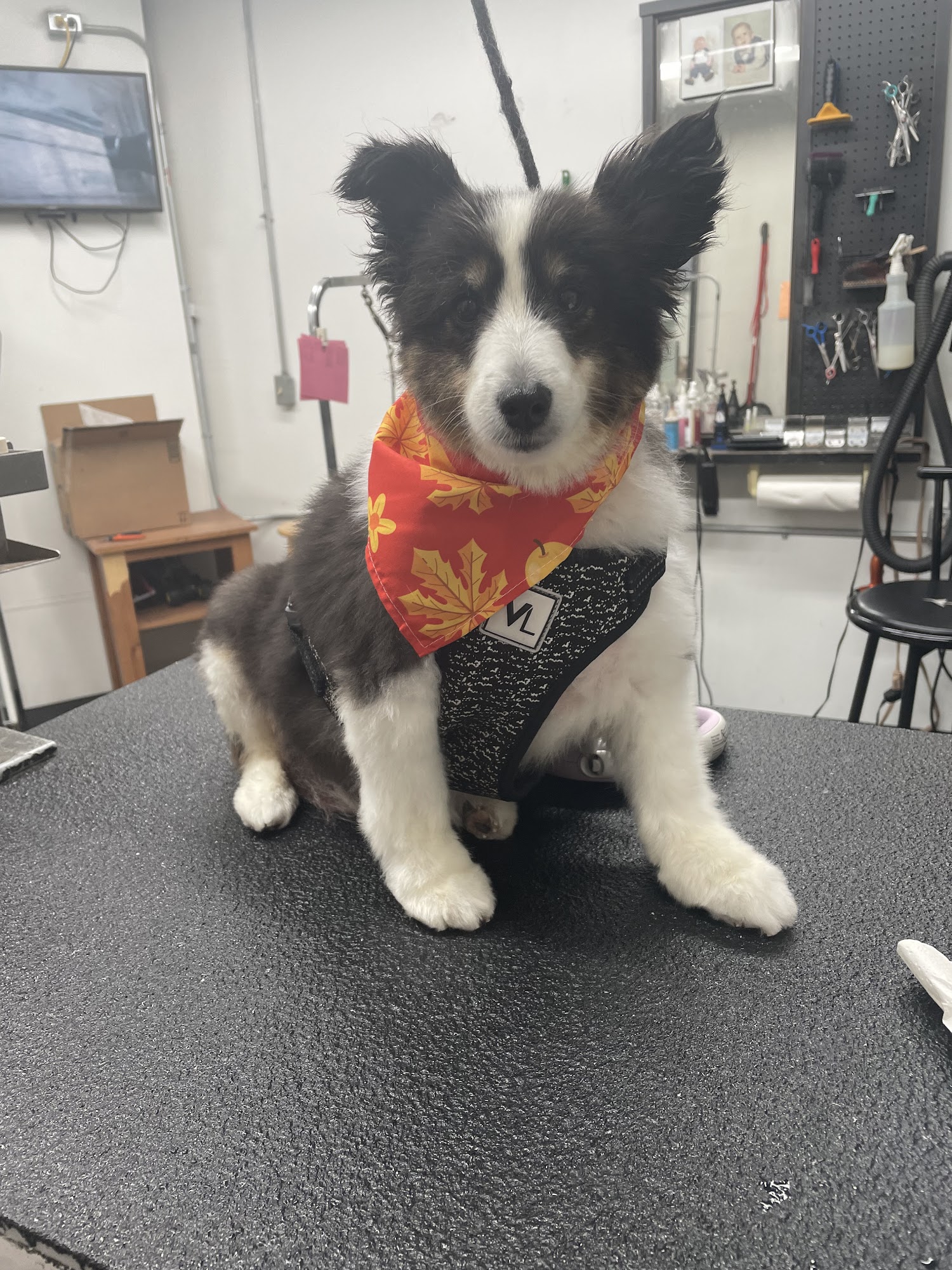 Waggin' Tails LLC Marinette