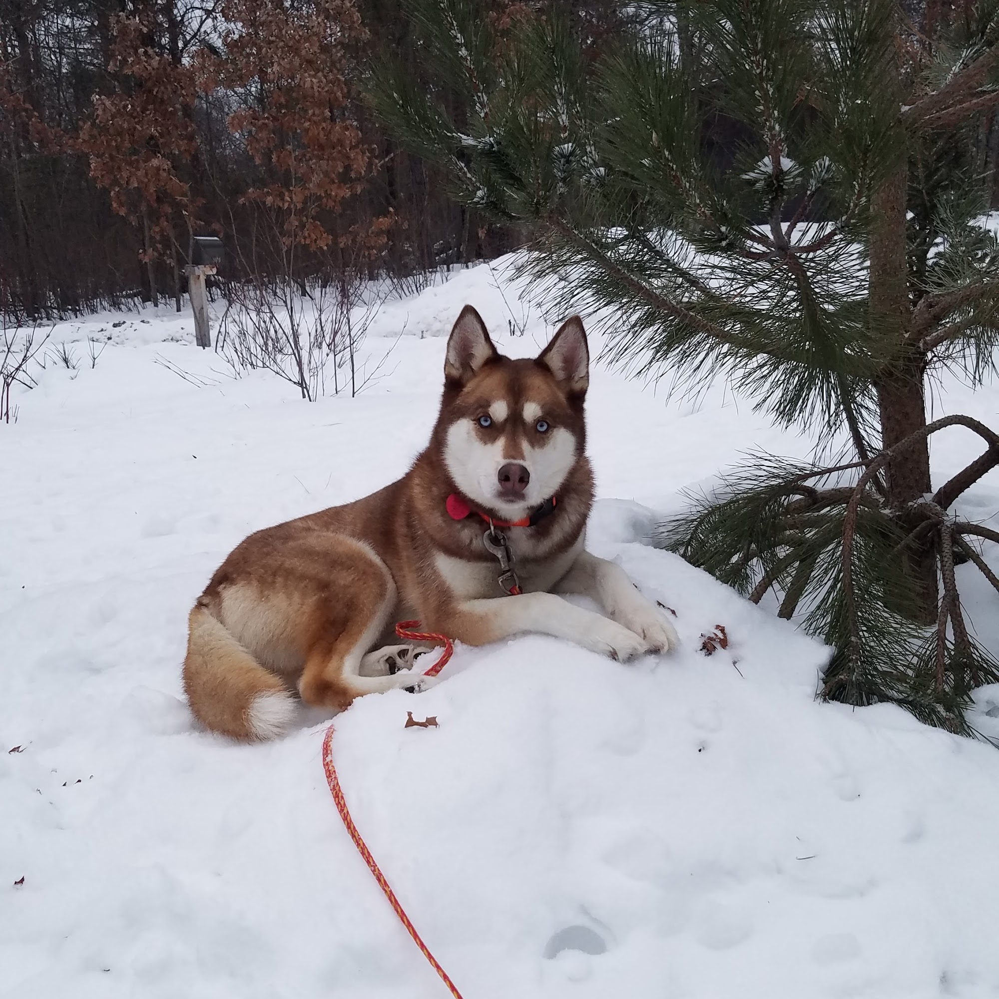 Barking Spot Marinette