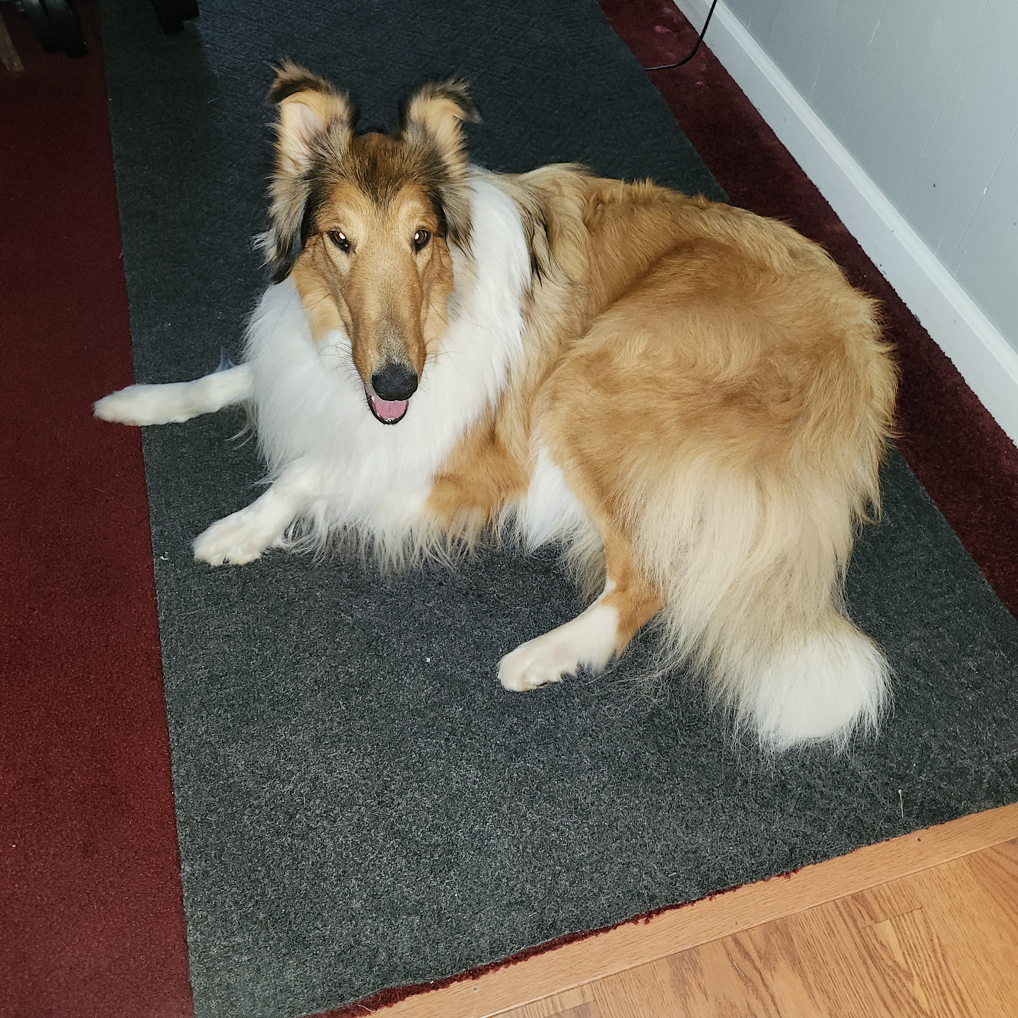 D's Fetchin-It Up Kennel Marinette