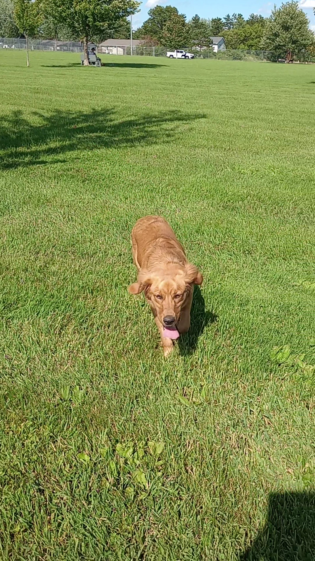 Paws 'n Play Dog Park Marshfield